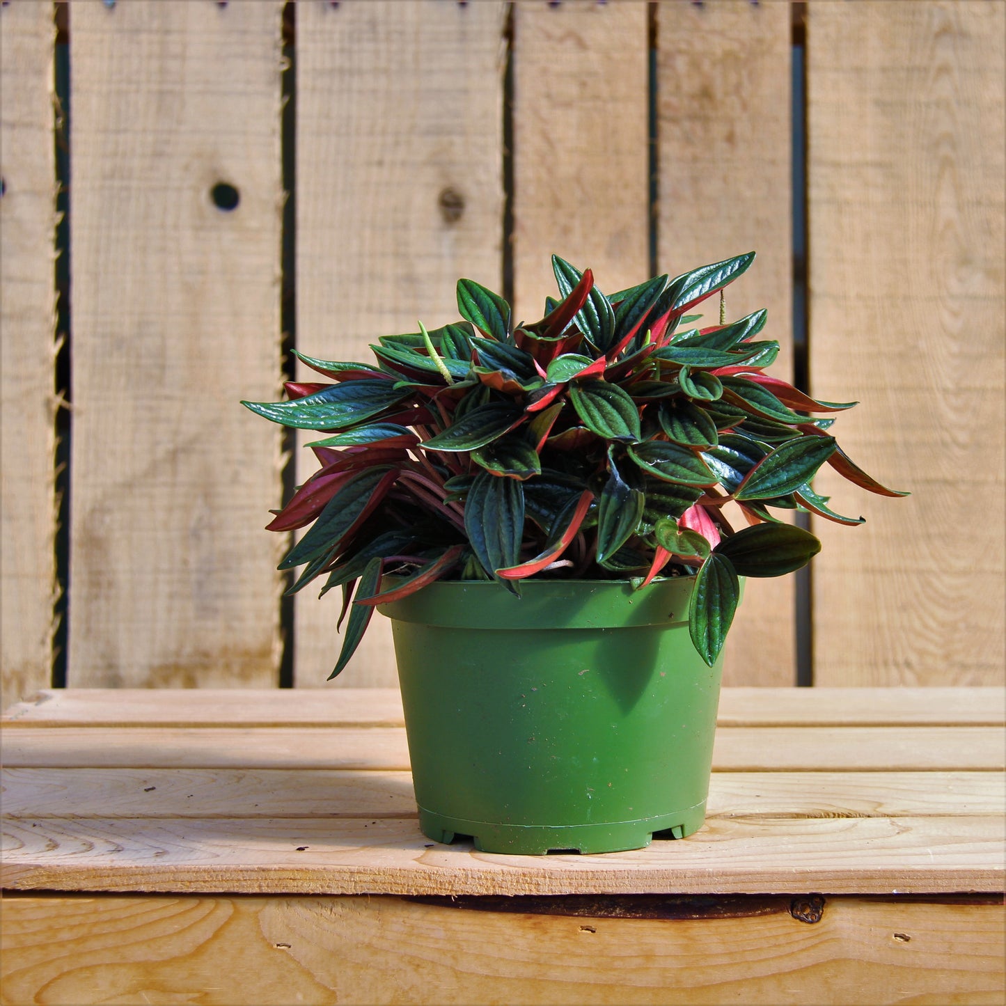 Peperomia 'Rosso'