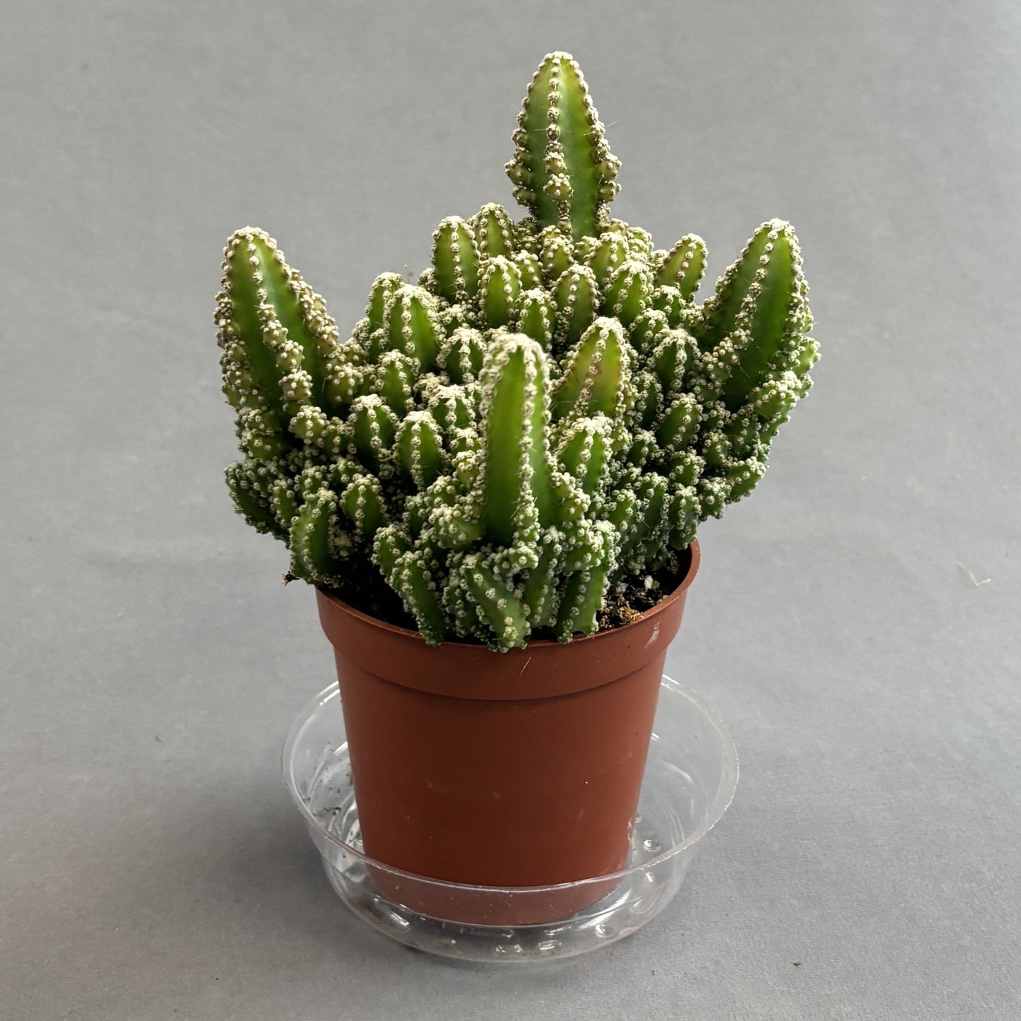 Fairy Castle Cactus