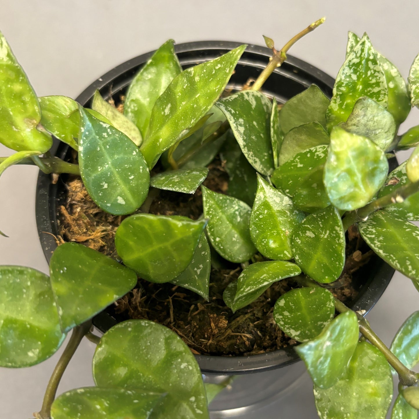 Hoya Krohniana 'Splash'