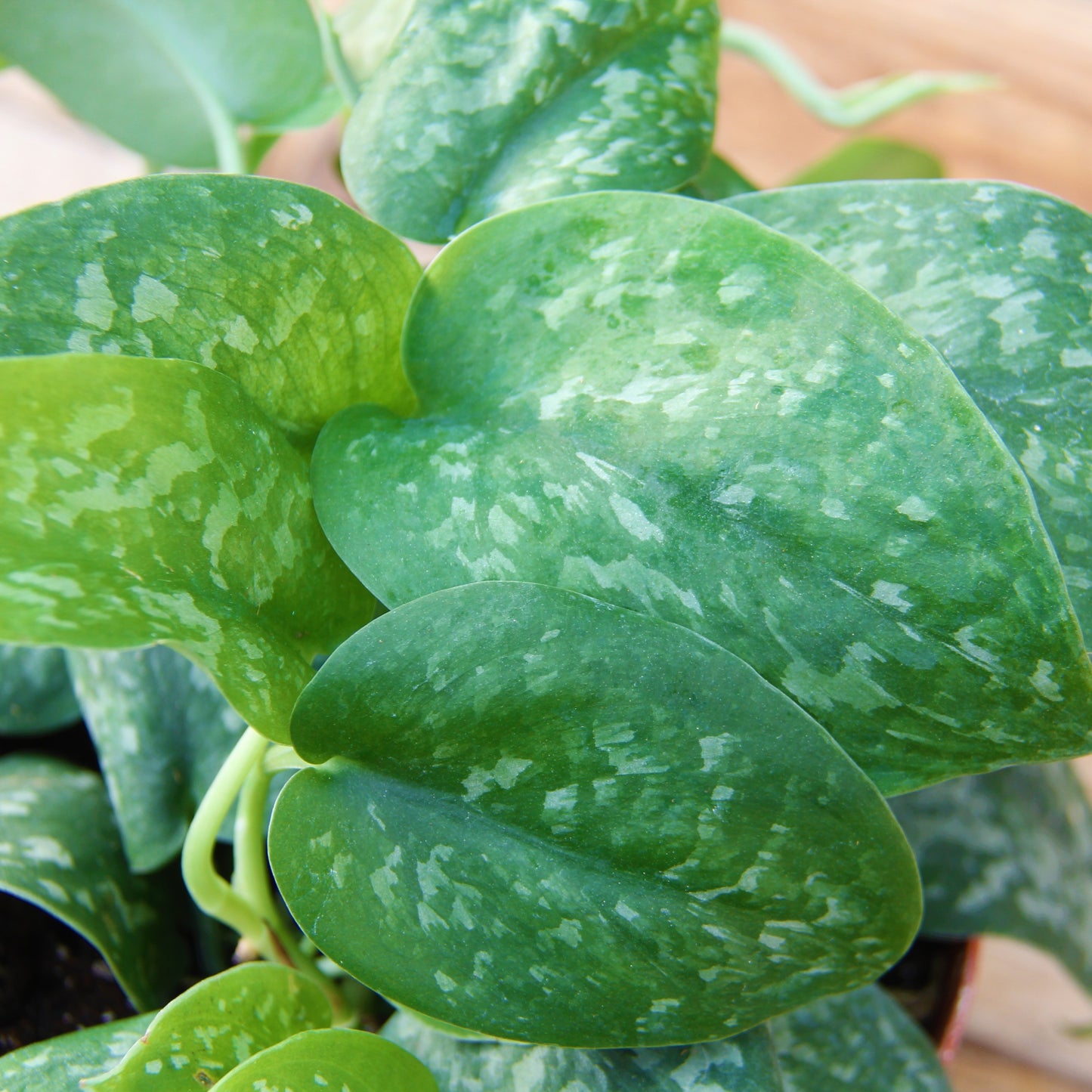 Satin Pothos 'Silver Splash'
