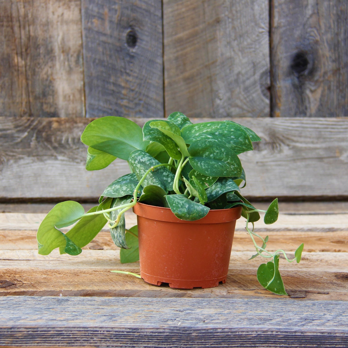 Satin Pothos 'Silver Splash'