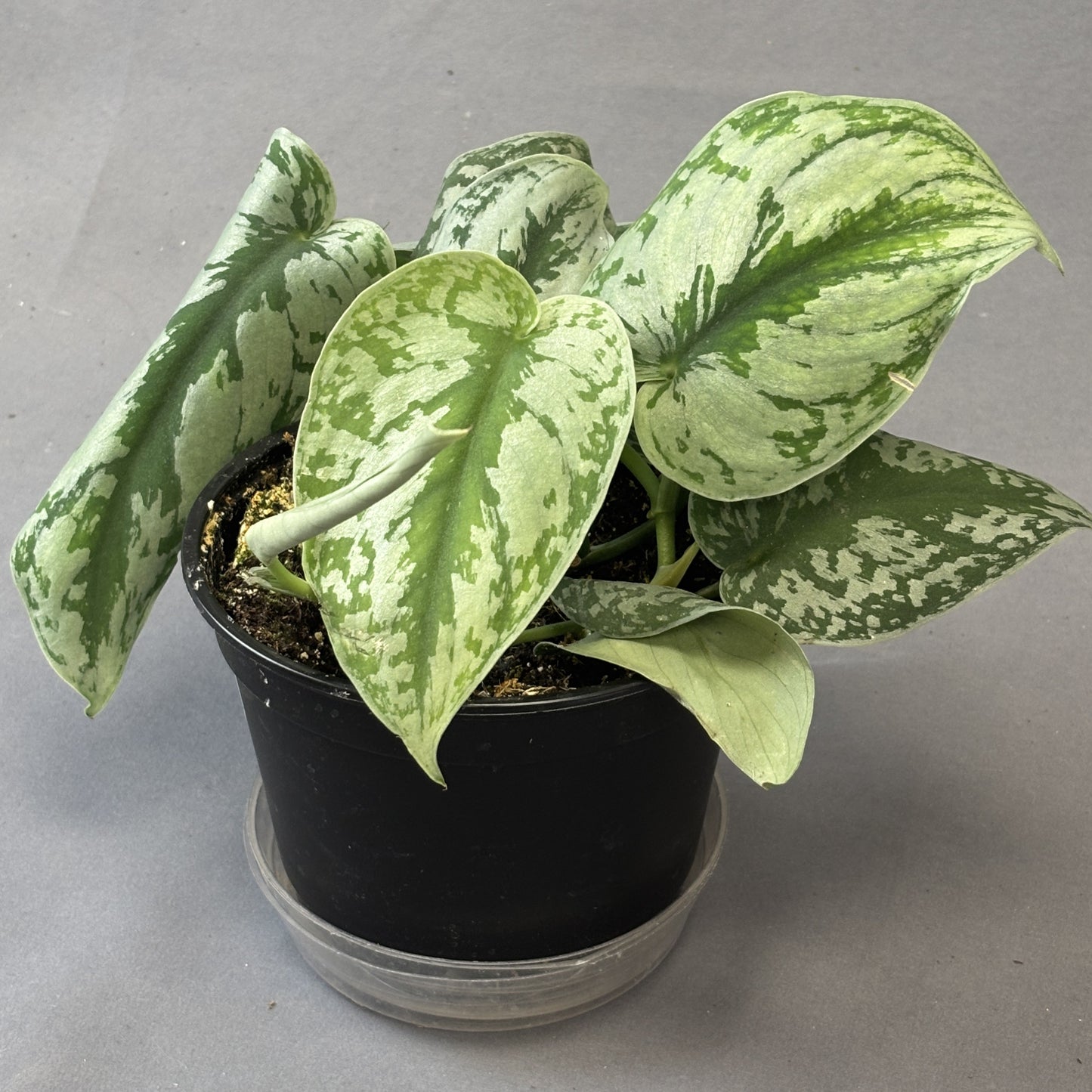 Scindapsus 'Silver Splash'