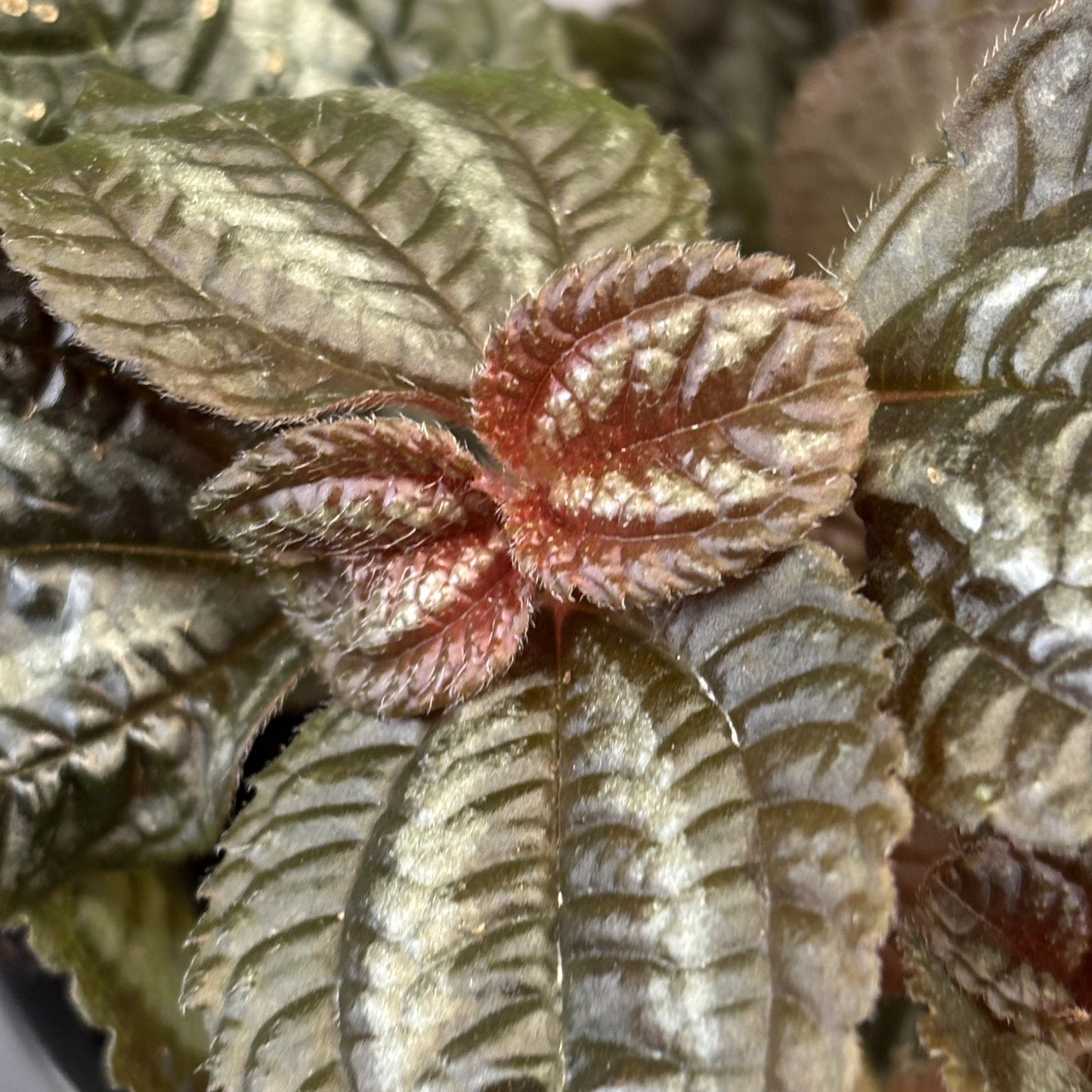 Pilea 'Friendship'