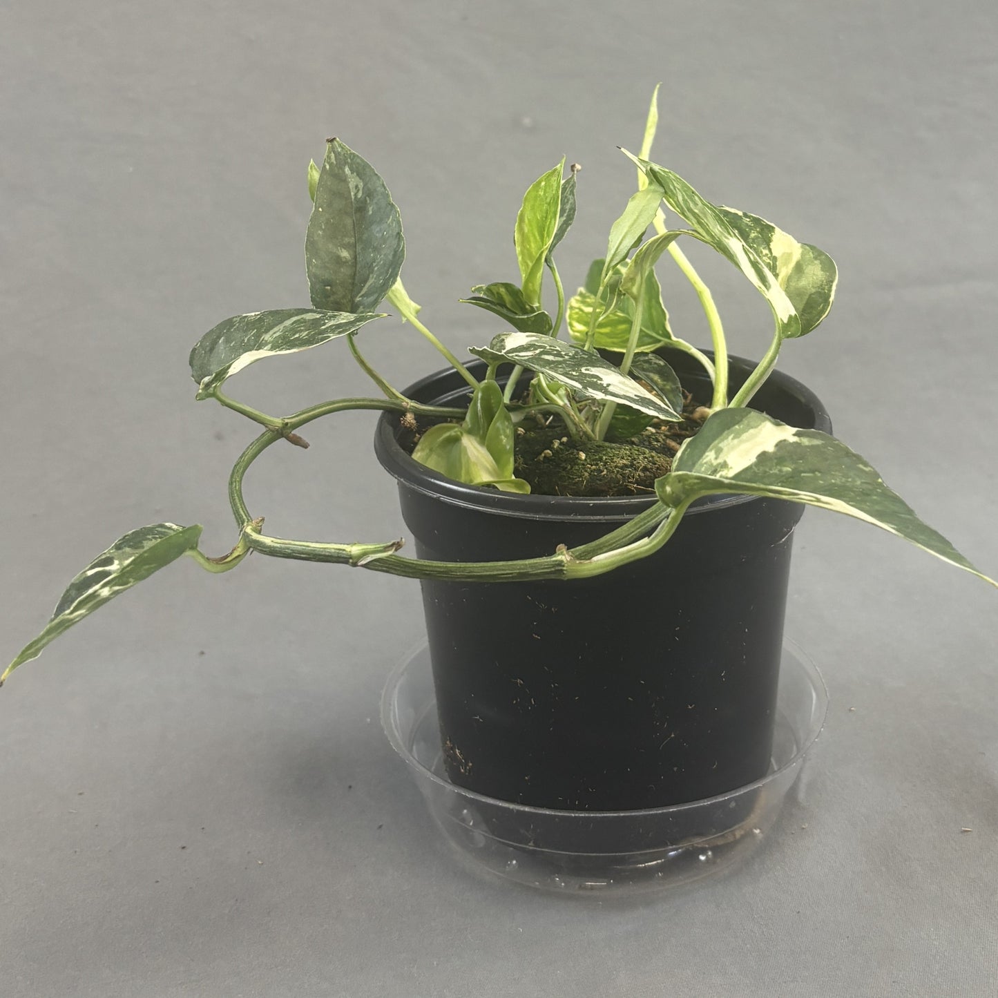 Pothos 'Dragon Tail'