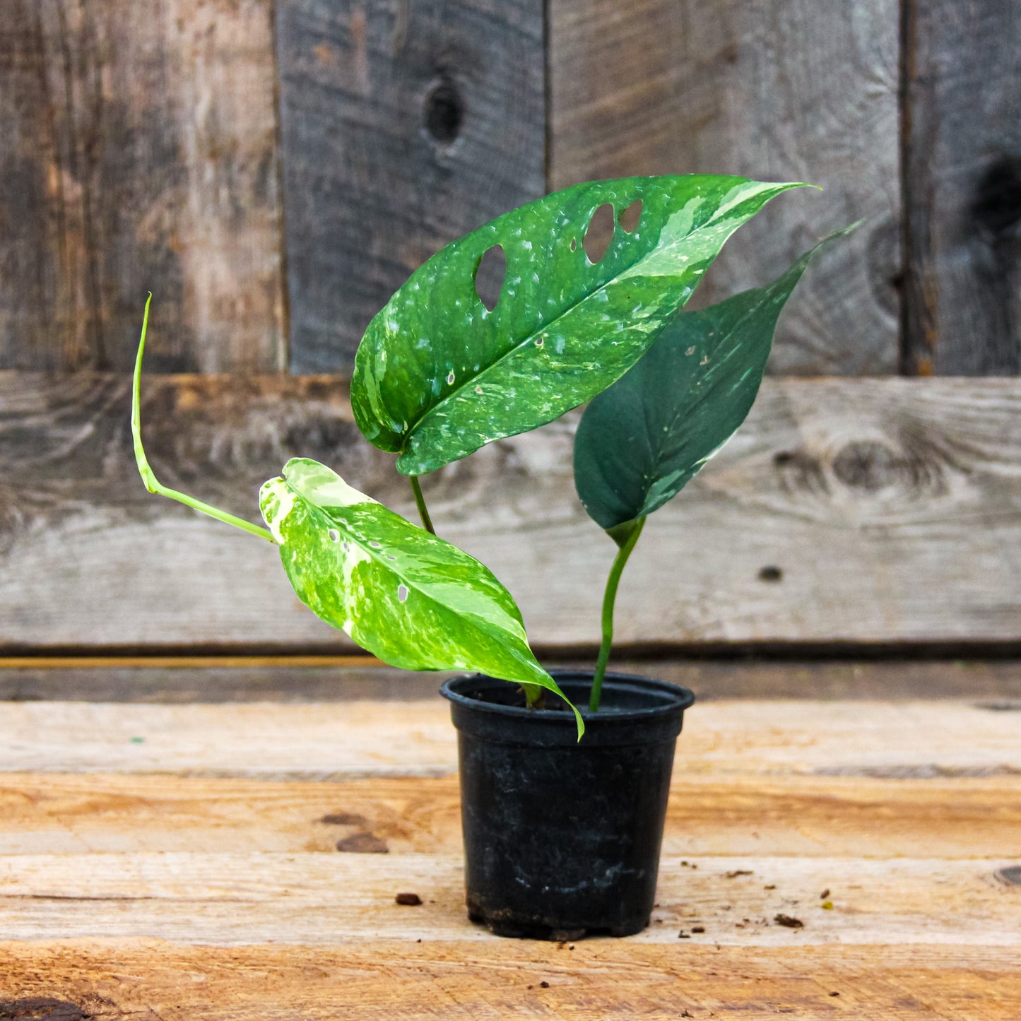 Pothos 'Dragon Tail'