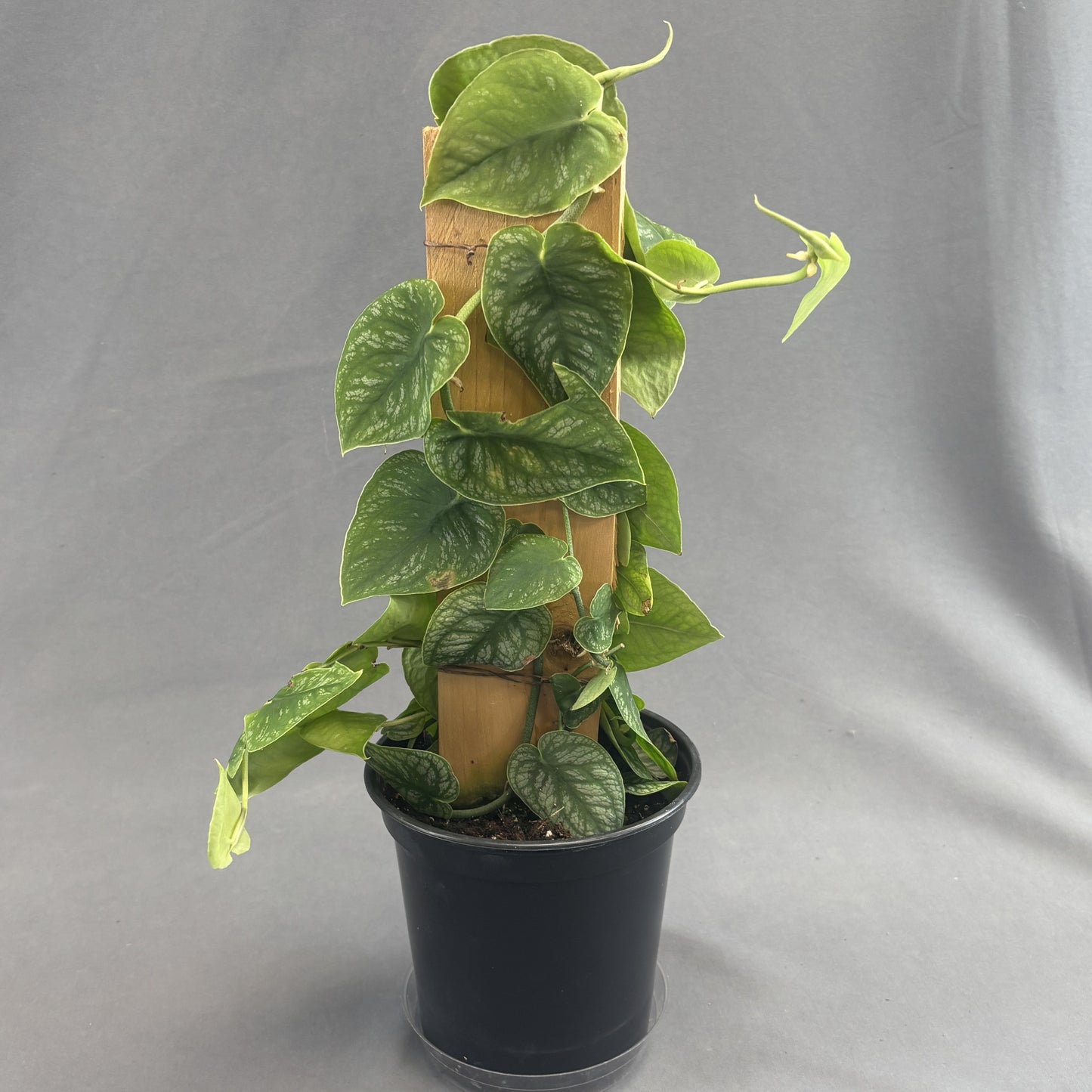Monstera Dubia