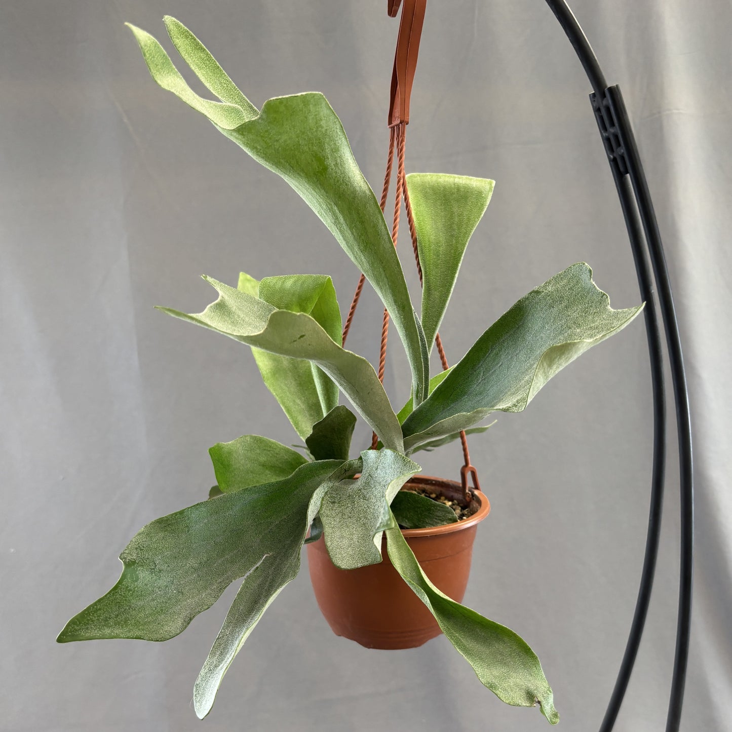 Staghorn Fern