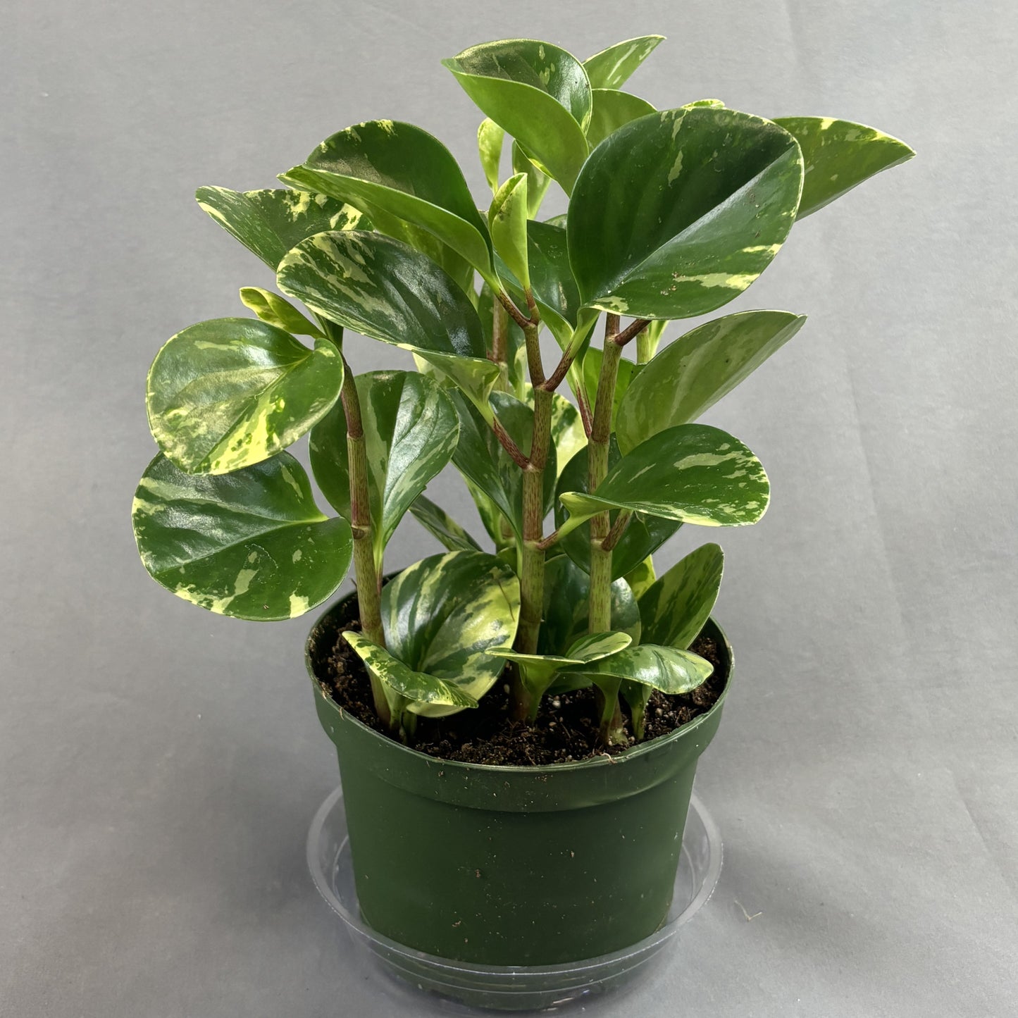 Peperomia 'Marble'