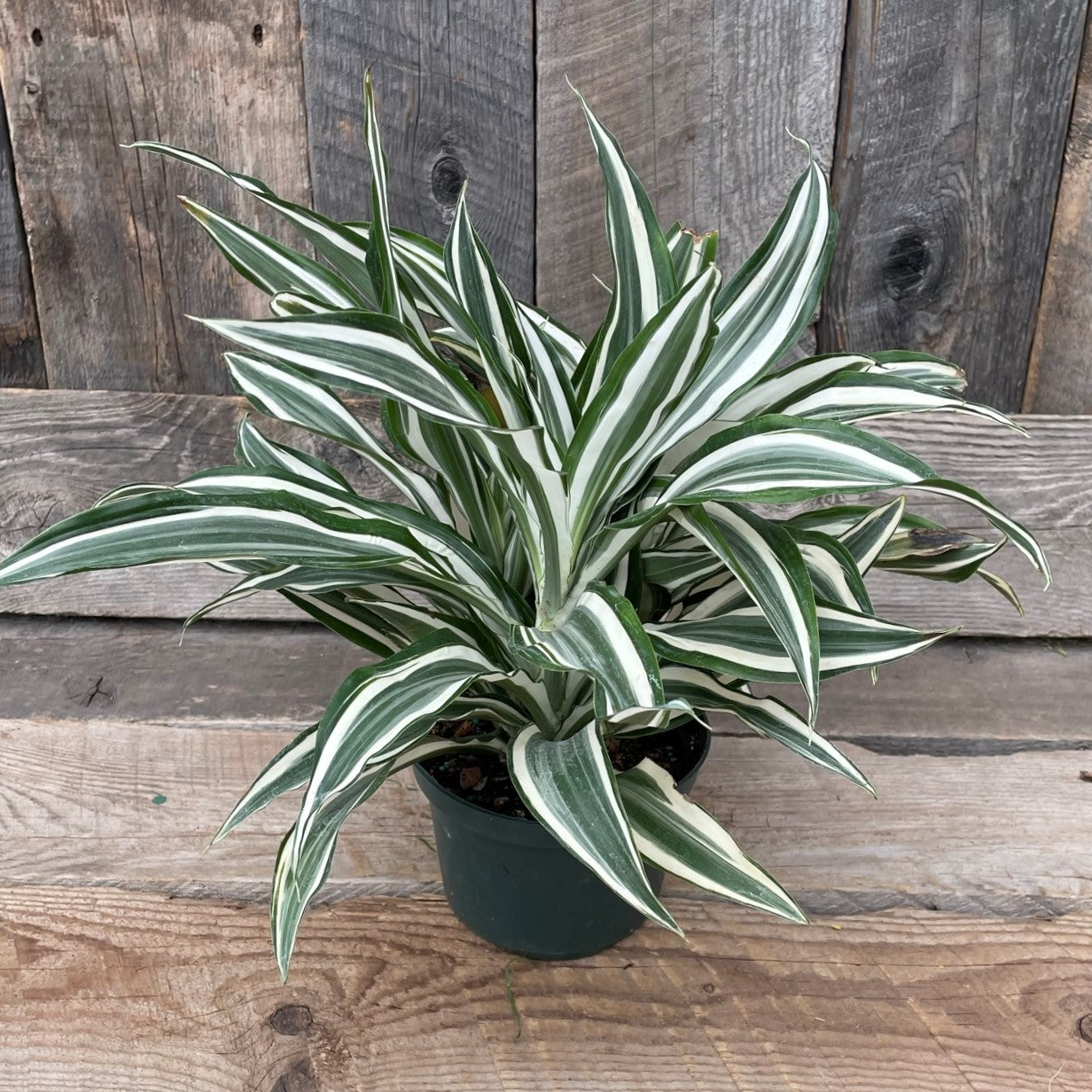 Dracaena 'White'