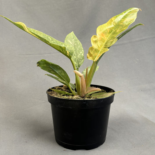 Philodendron Ring of Fire Variegated 6" Pot