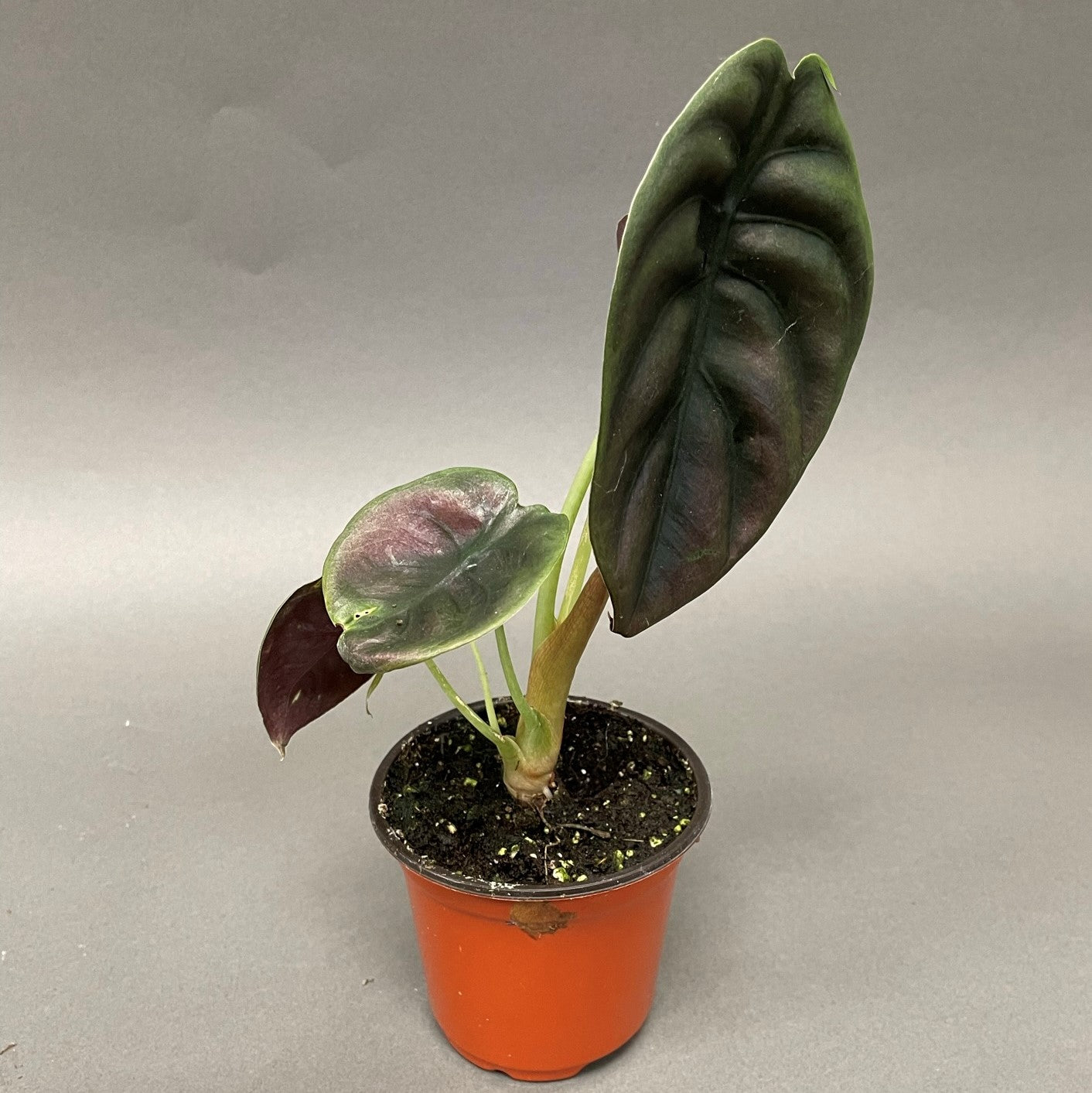 Alocasia 'Red Secret'