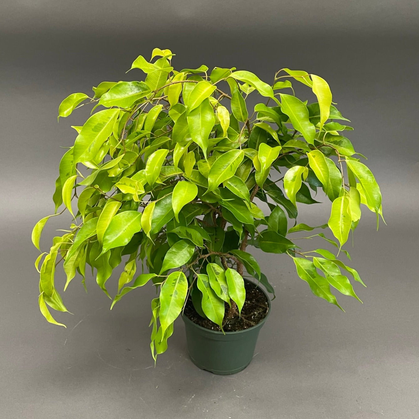 Ficus benjamina