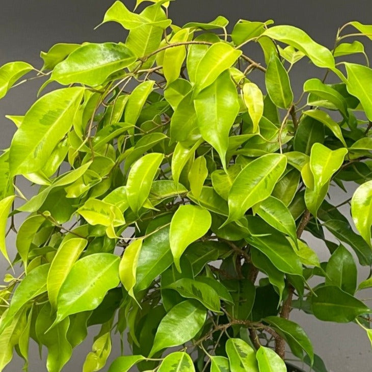 Ficus benjamina