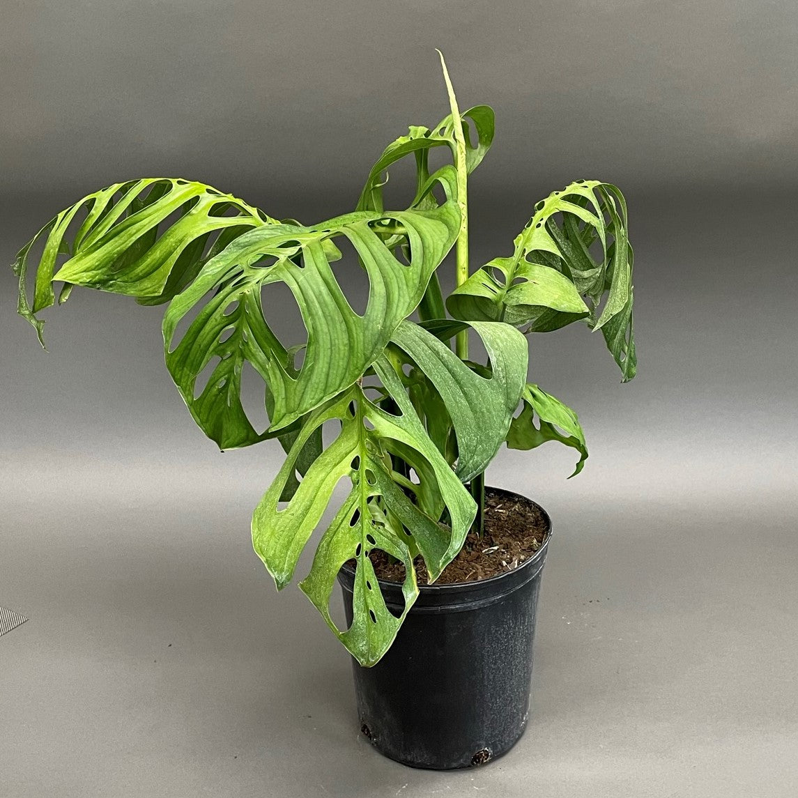 Monstera 'Esqueleto'