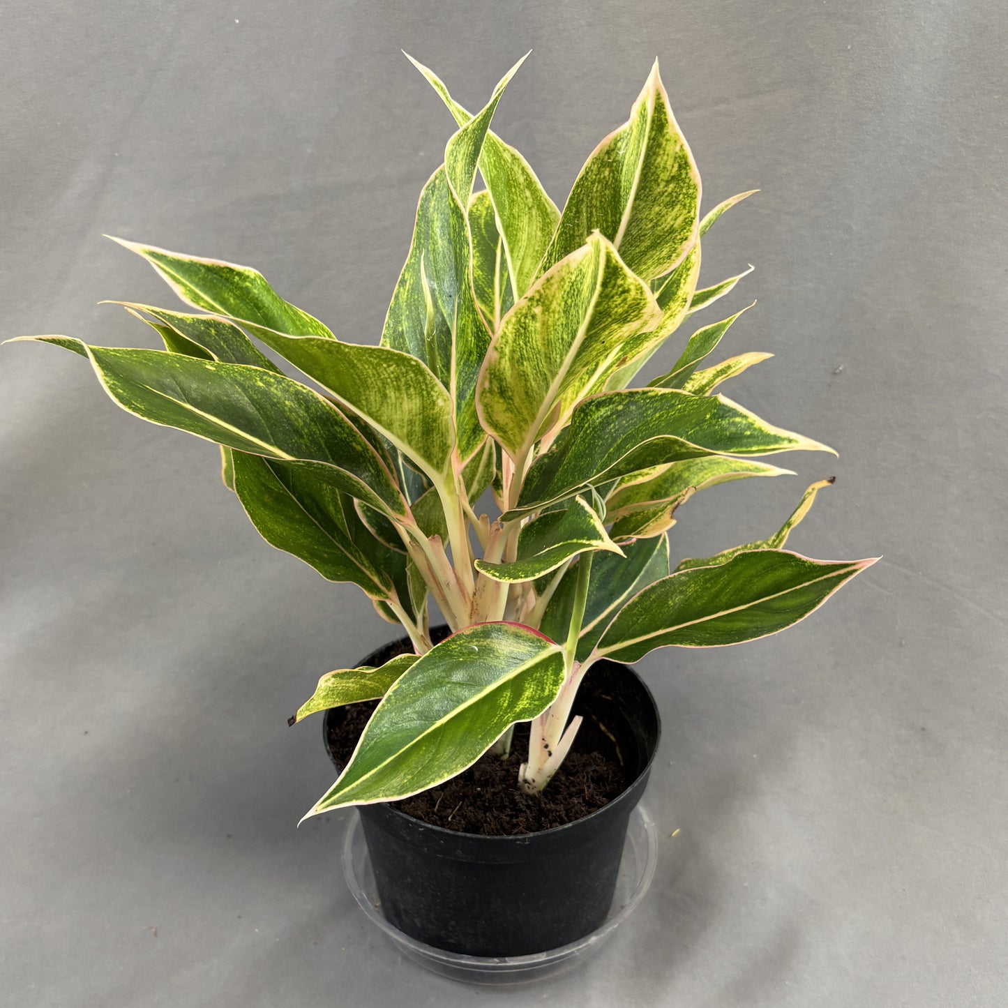 Aglaonema 'Siam Pink'