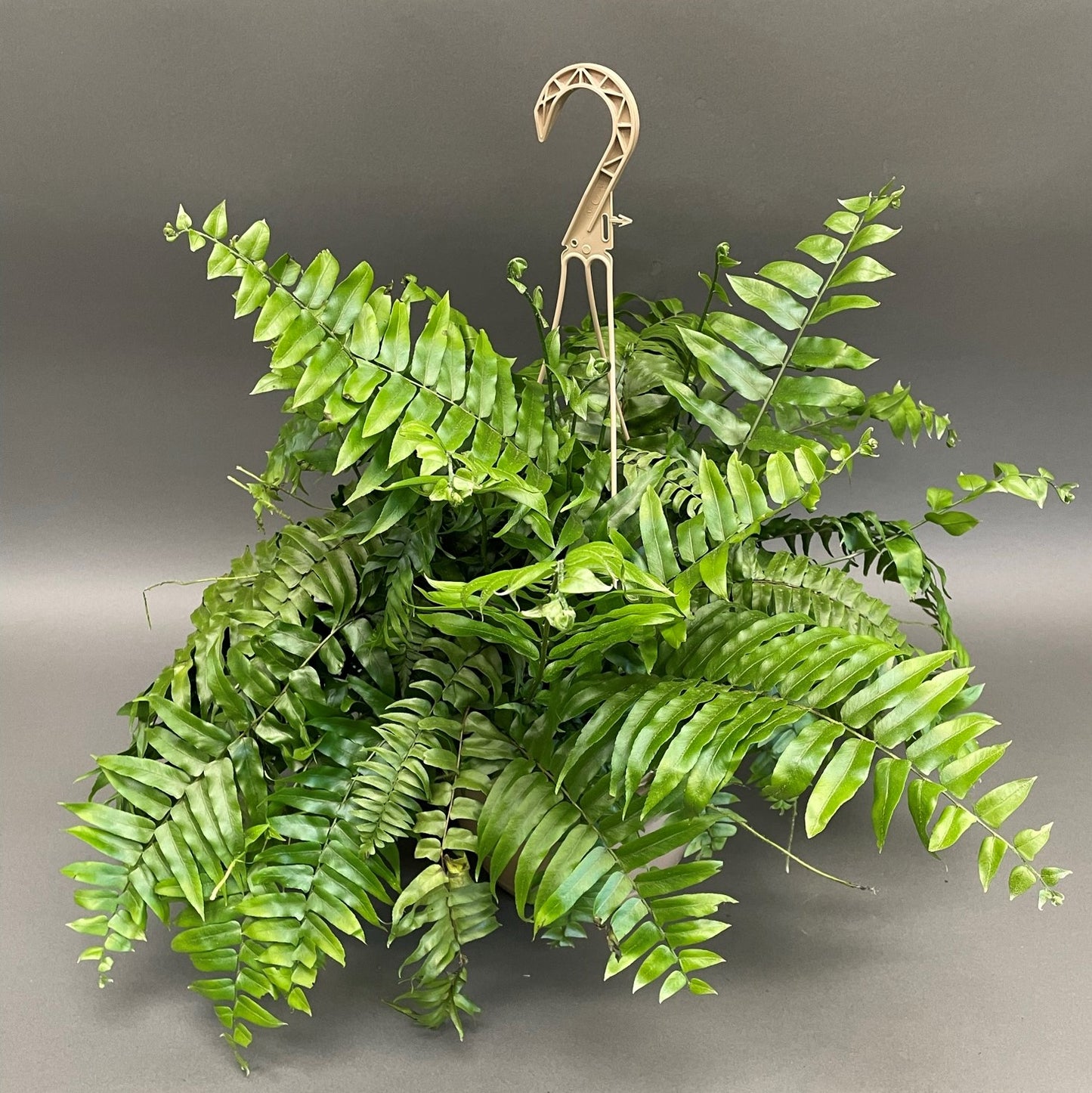 Macho Fern