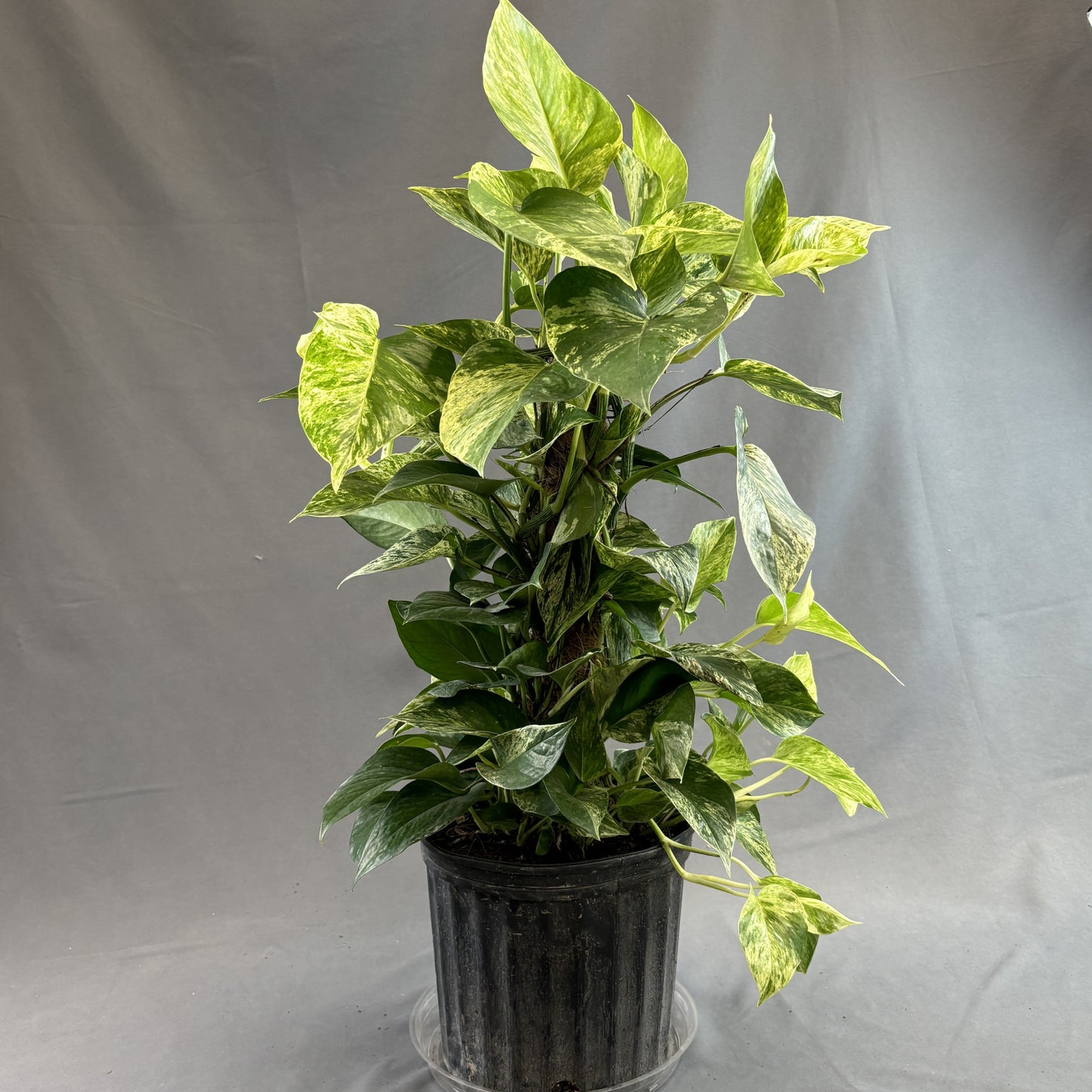 Pothos 'Marble Queen'