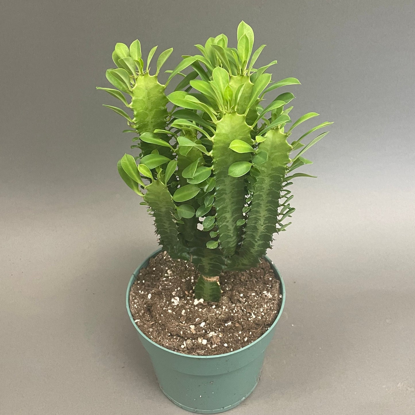 Euphorbia 'African Milk Tree'