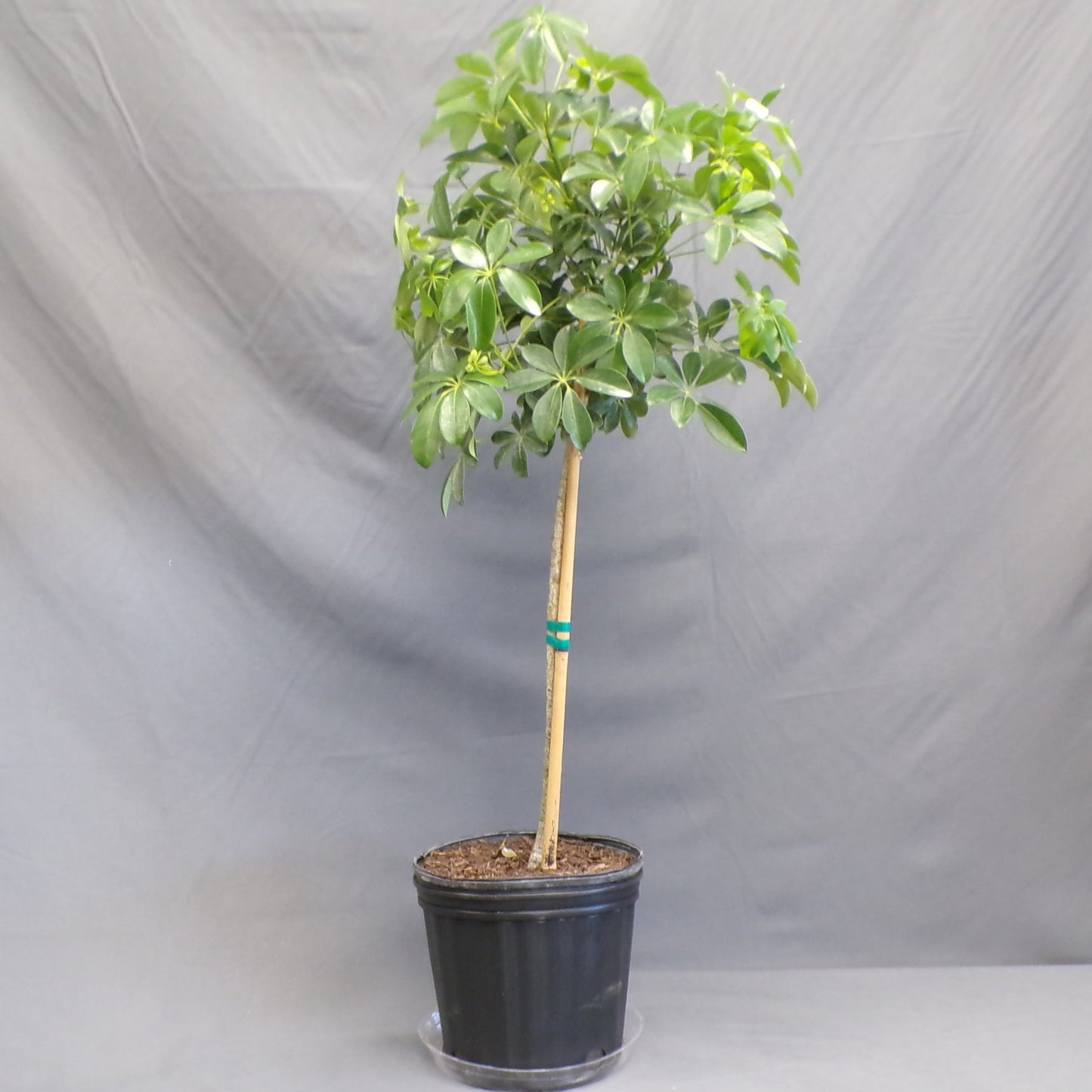 Schefflera arboricola
