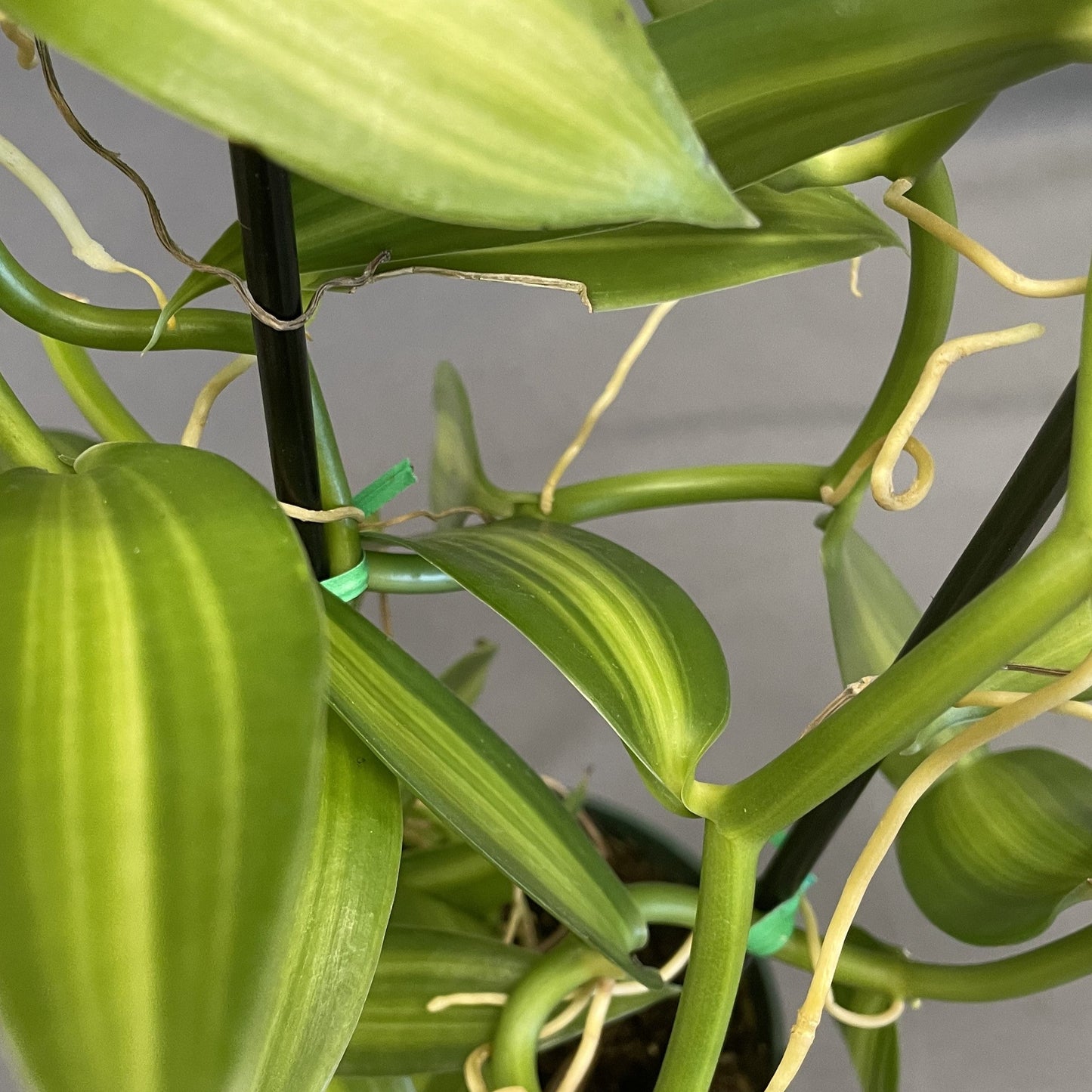 Orchid Vanilla Flat-Leaved