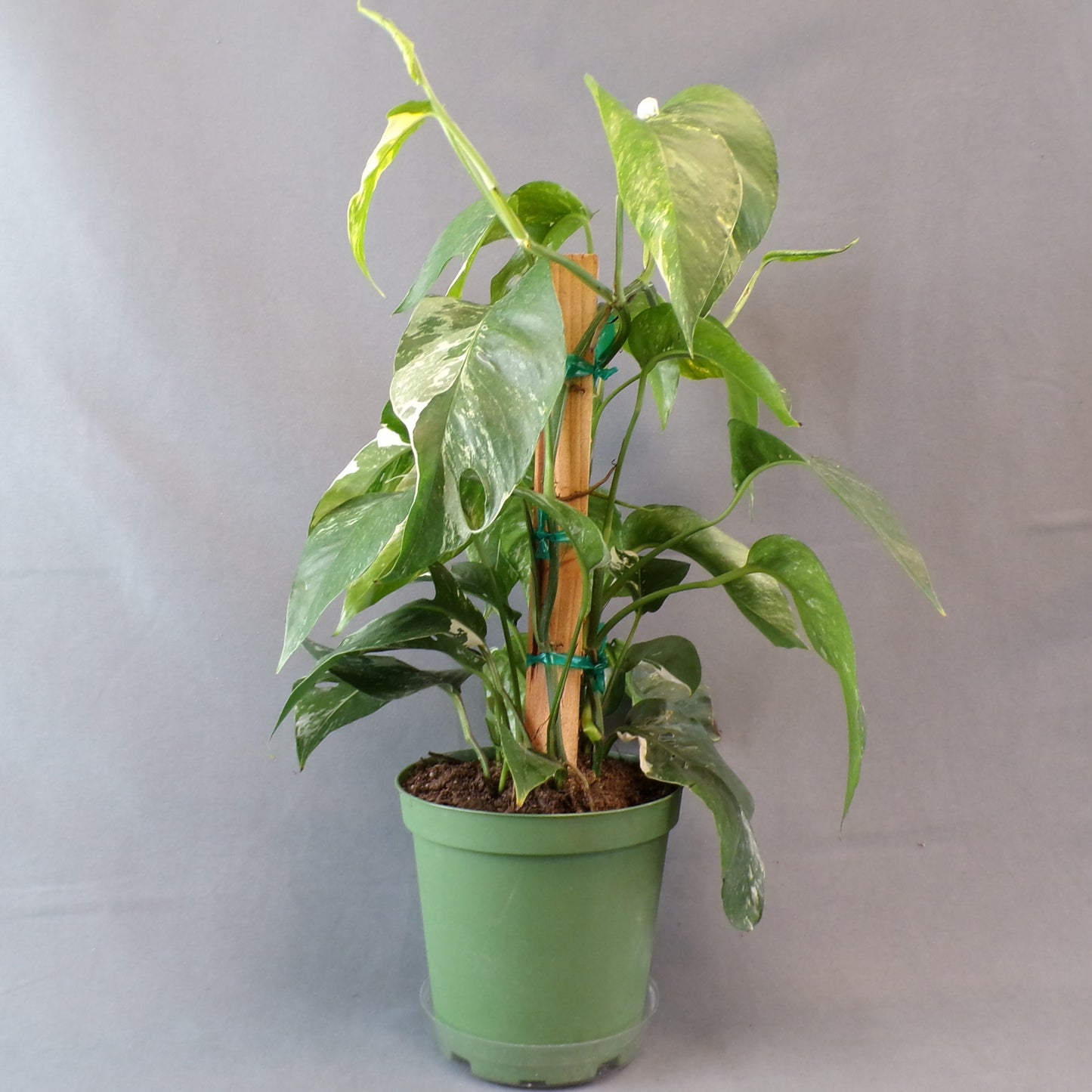 Pothos 'Dragon Tail'