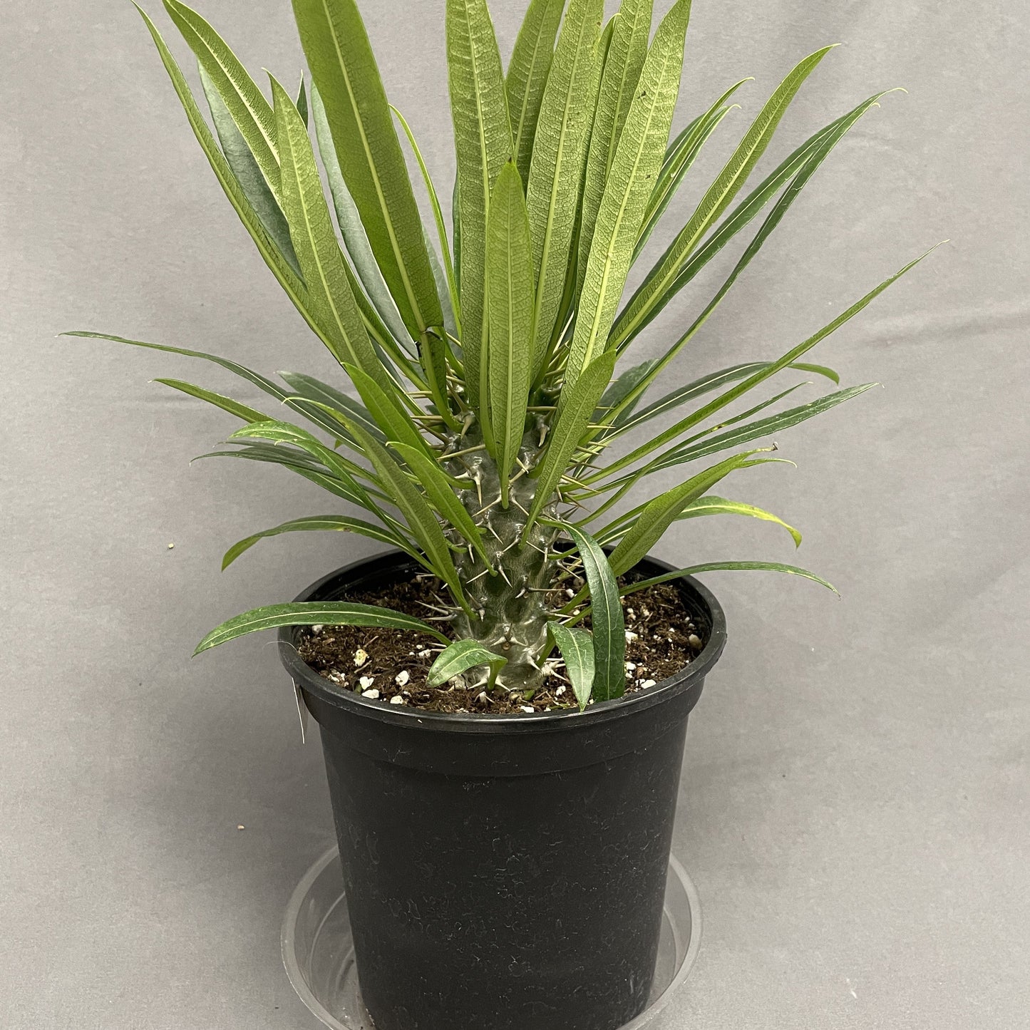 Madagascar Palm