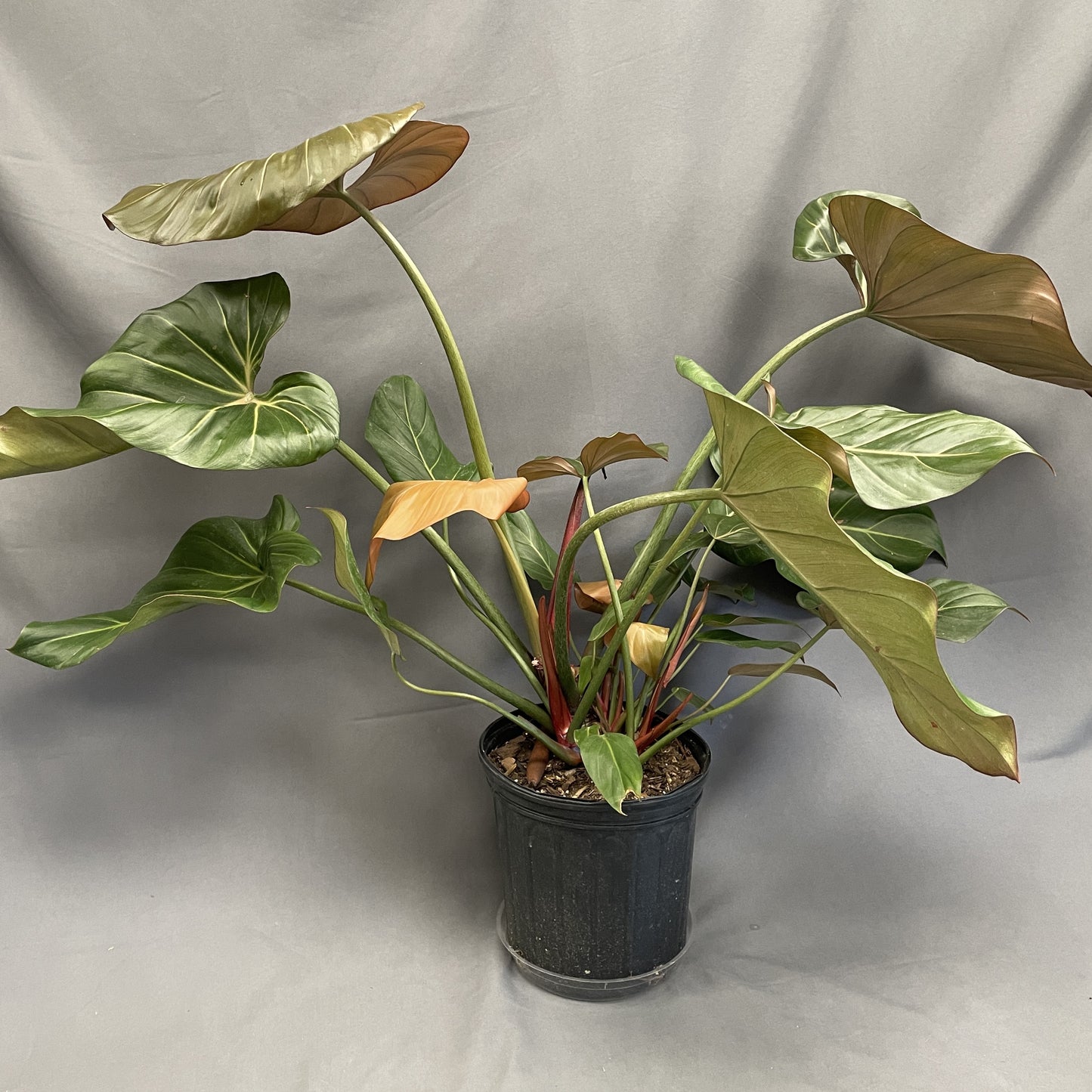 Philodendron 'Summer Glory'