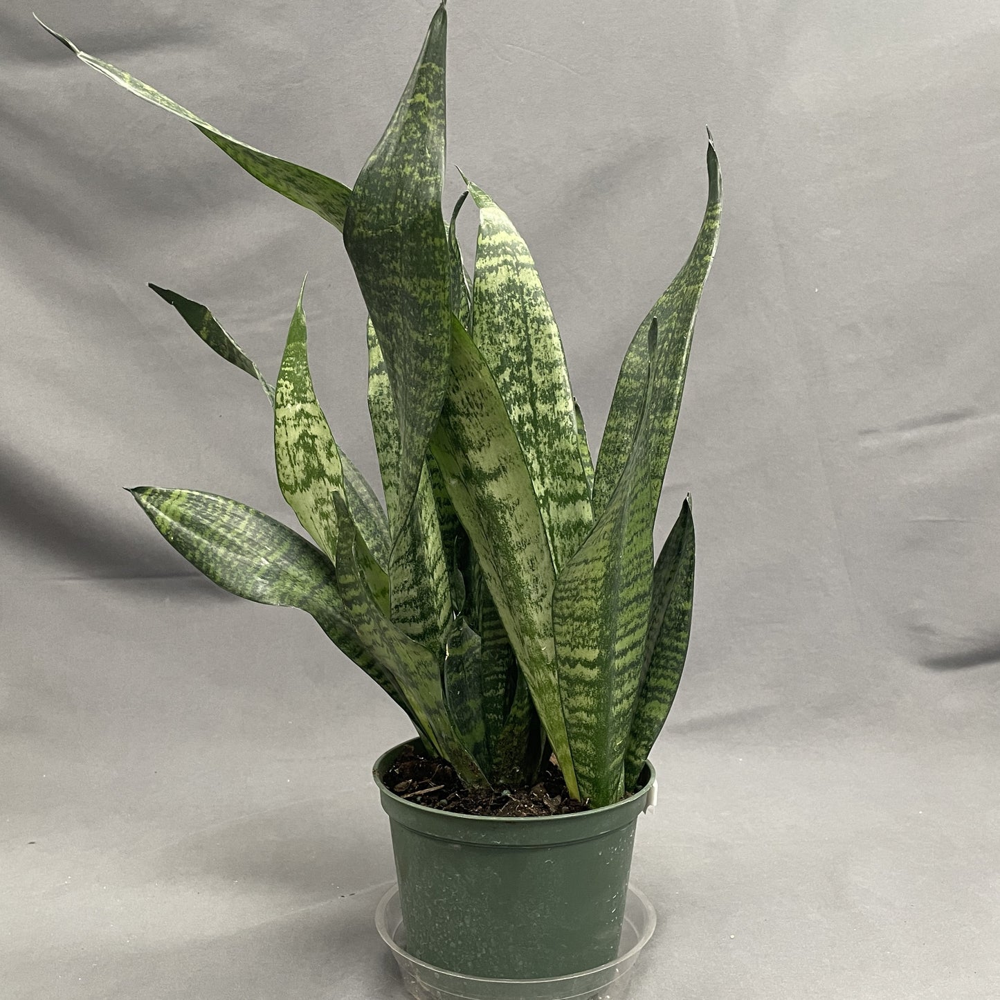 Snake Plant 'Robusta'