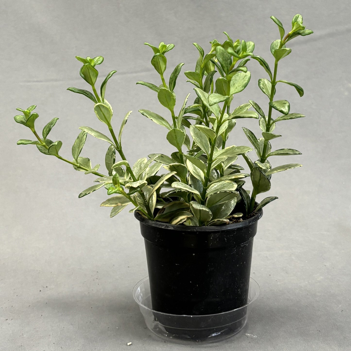 Goldfish Plant