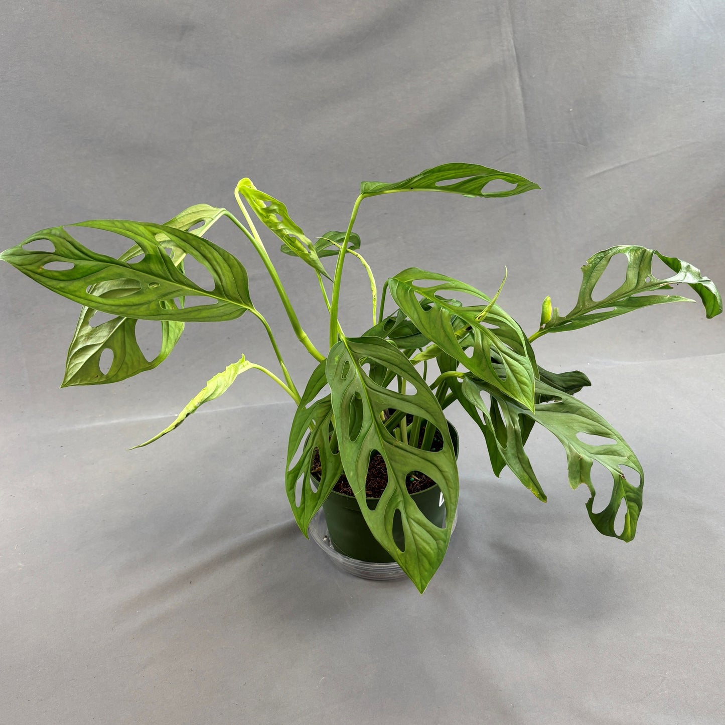 Monstera 'Esqueleto'