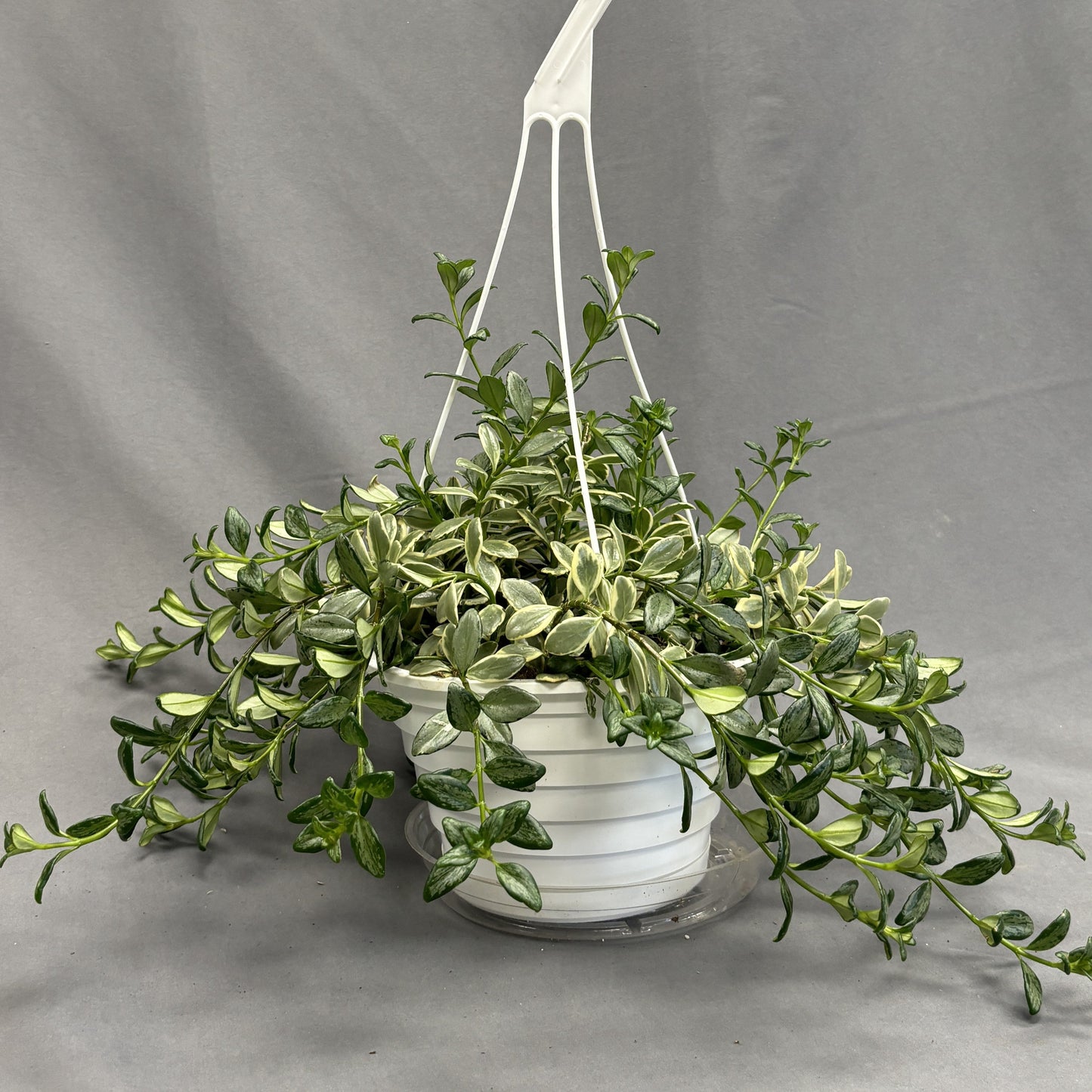 Goldfish Plant