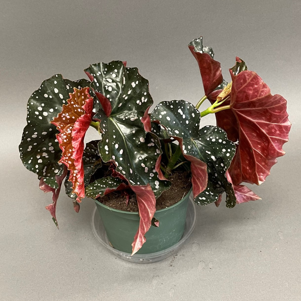 Begonia 'Cracklin Rosie'