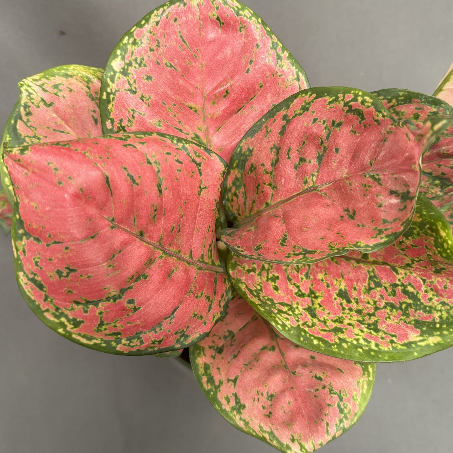 Aglaonema 'Ruby Ray'