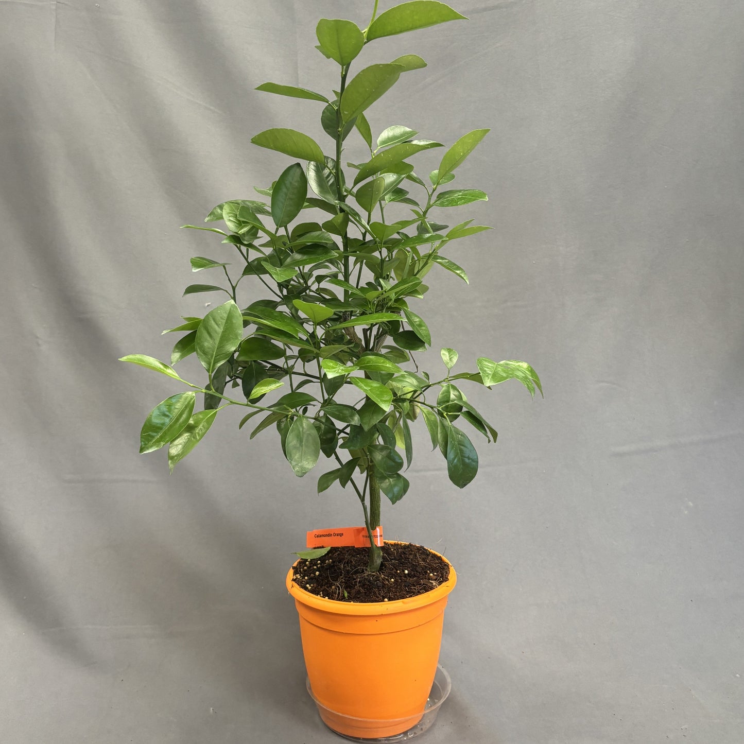 Citrus 'Orange'