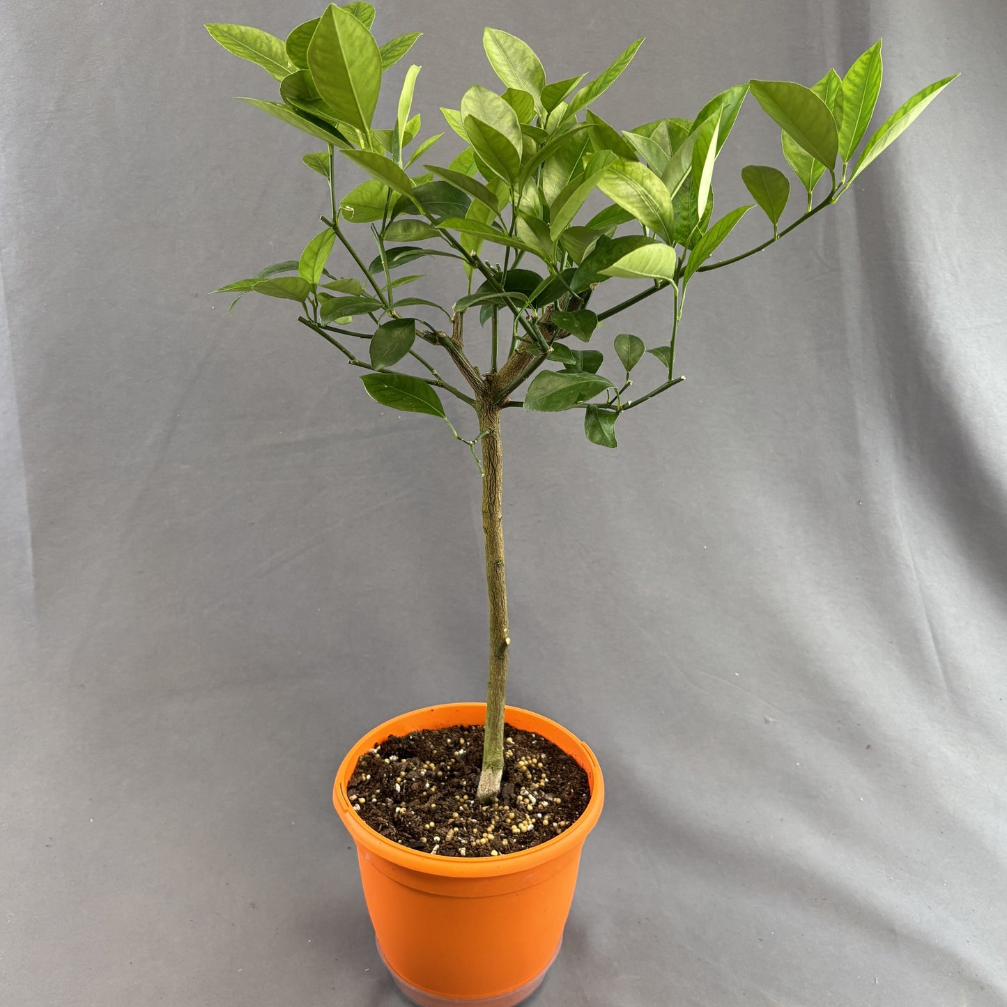 Citrus 'Orange'