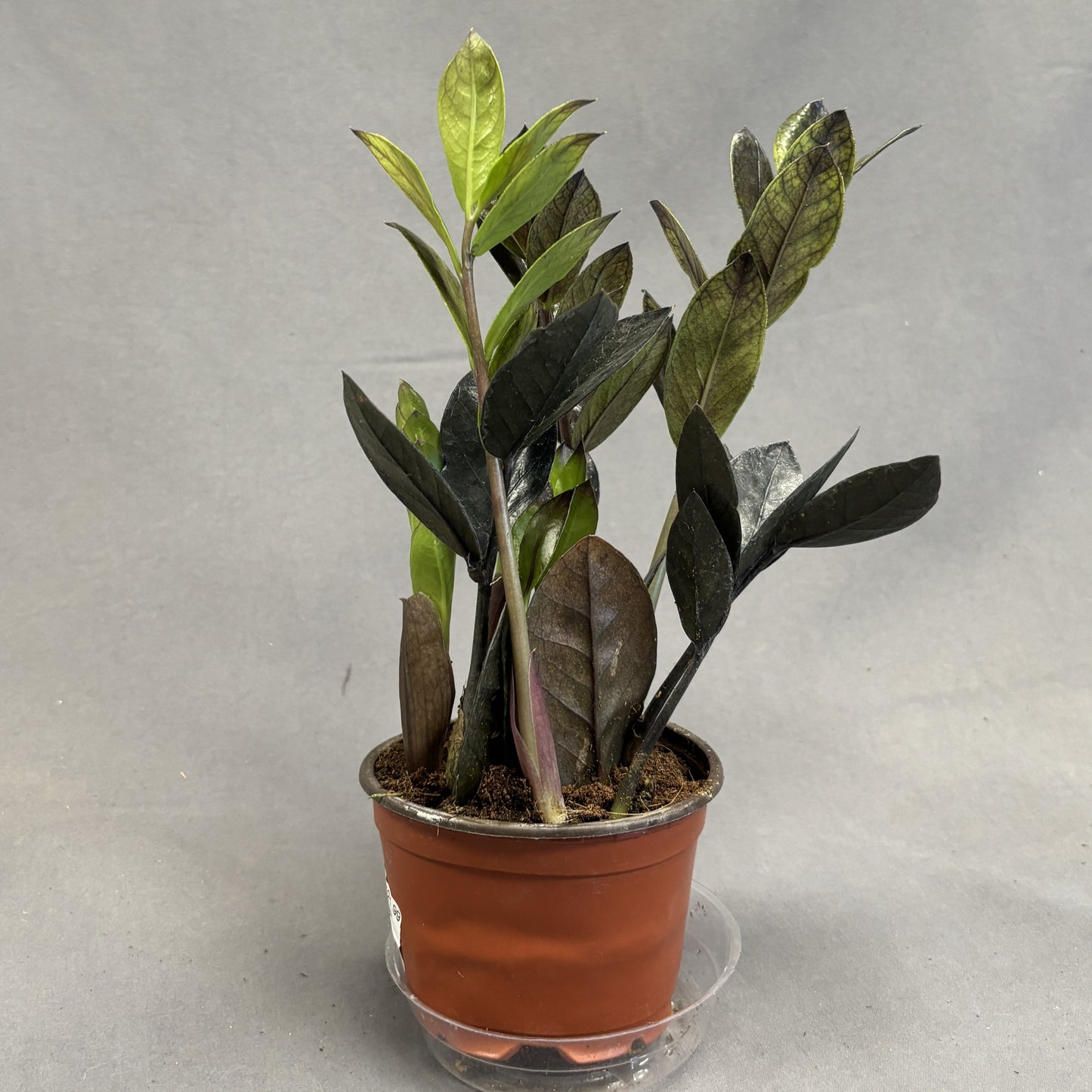 ZZ Plant 'Black'