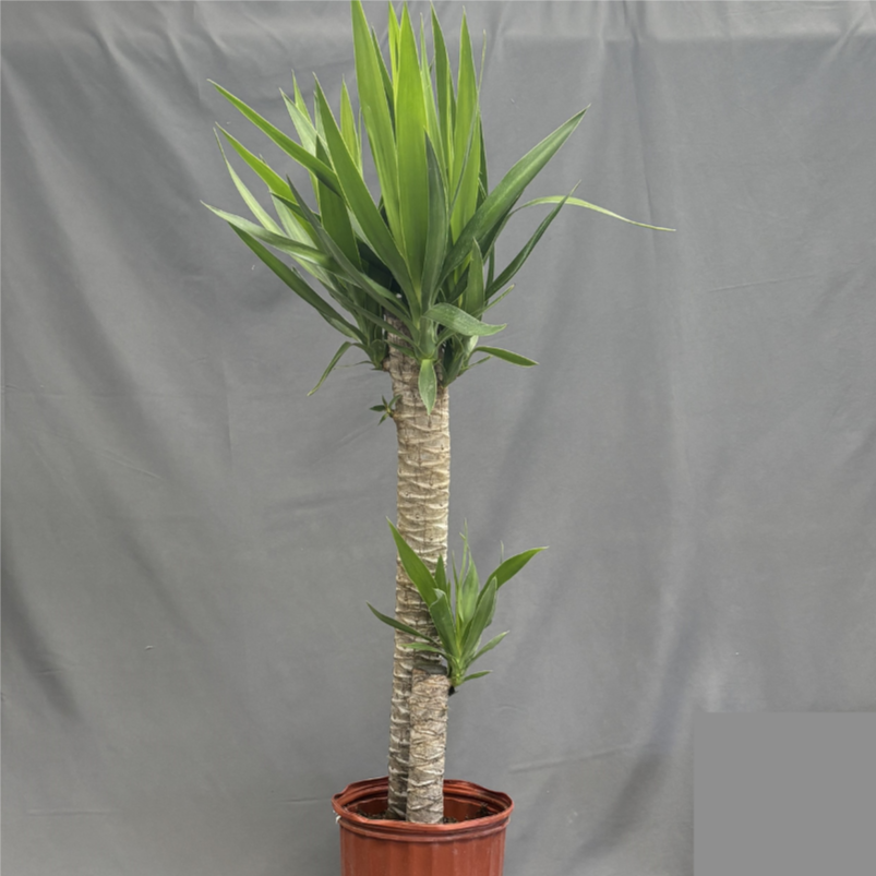 Yucca Cane