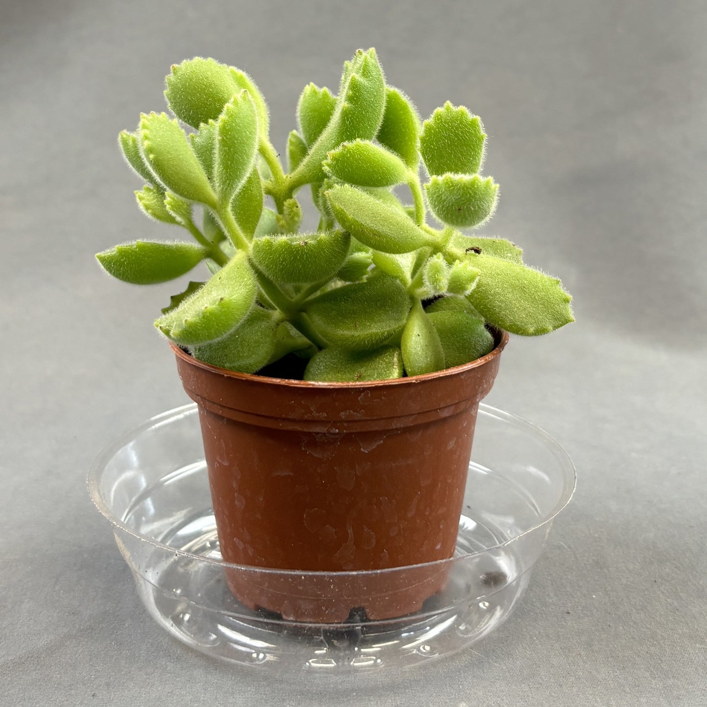 Bear's Paw Succulent