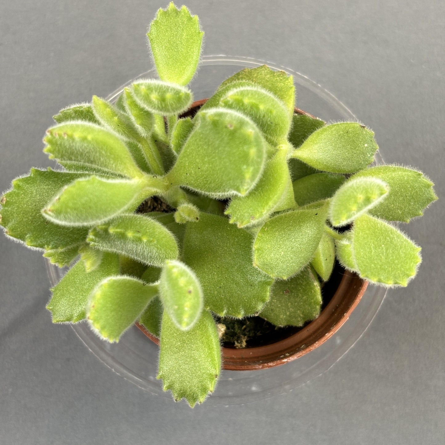 Bear's Paw Succulent