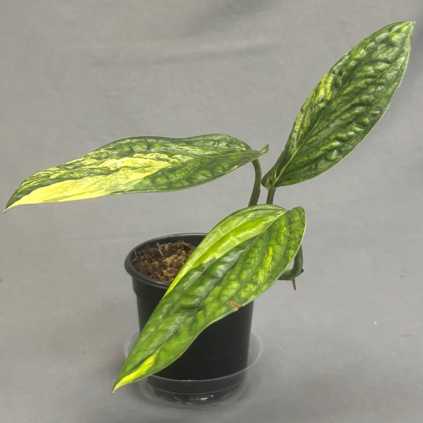 Monstera 'Peru'