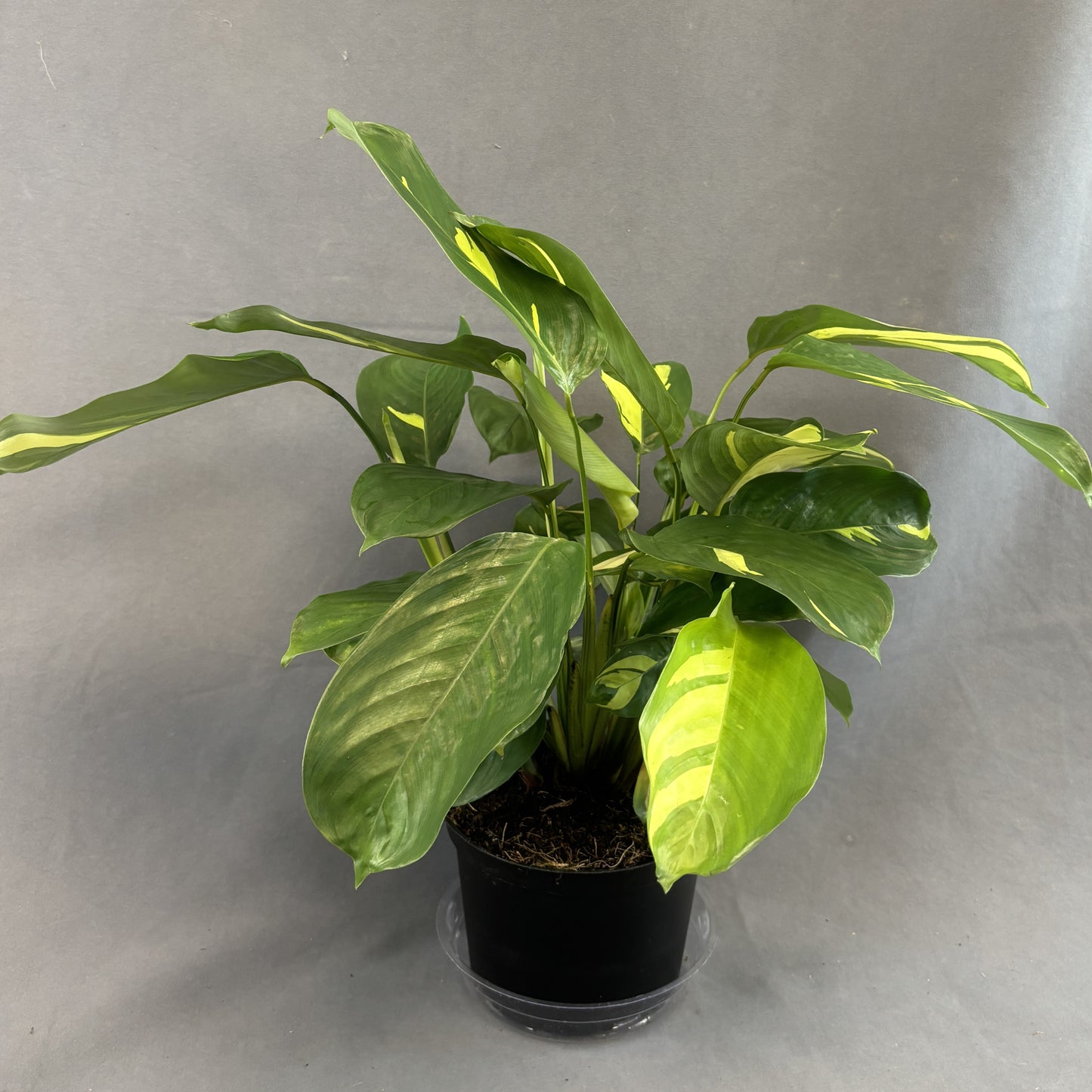 Calathea 'Lubbersiana'