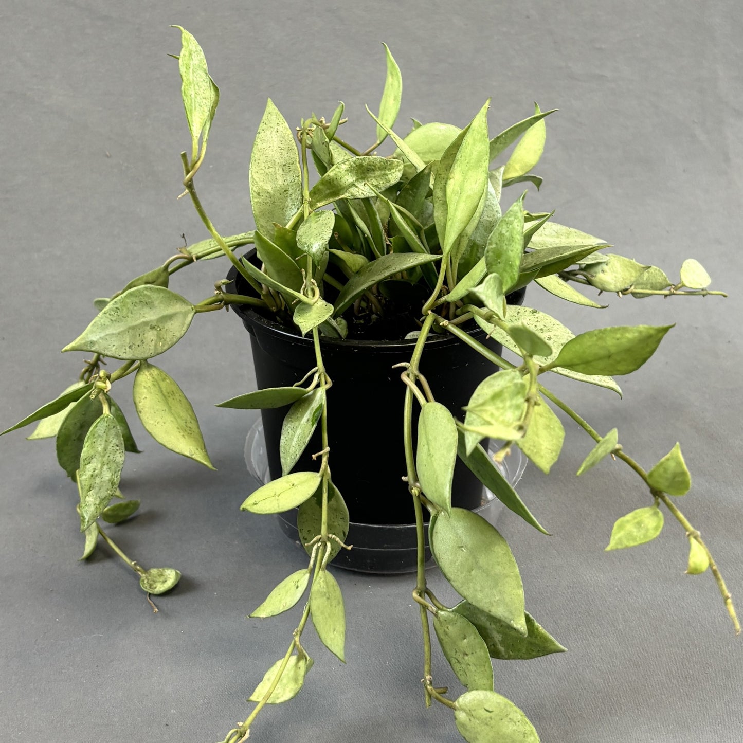 Hoya Krohniana Silver