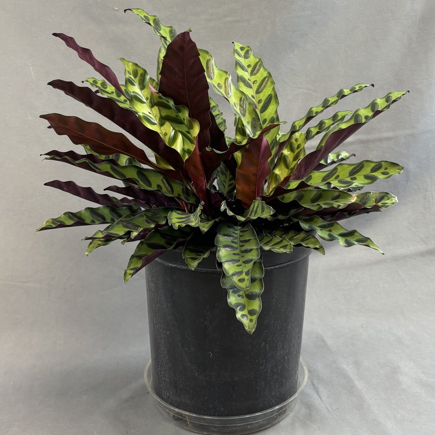 Calathea Lancifolia 'Rattlesnake'