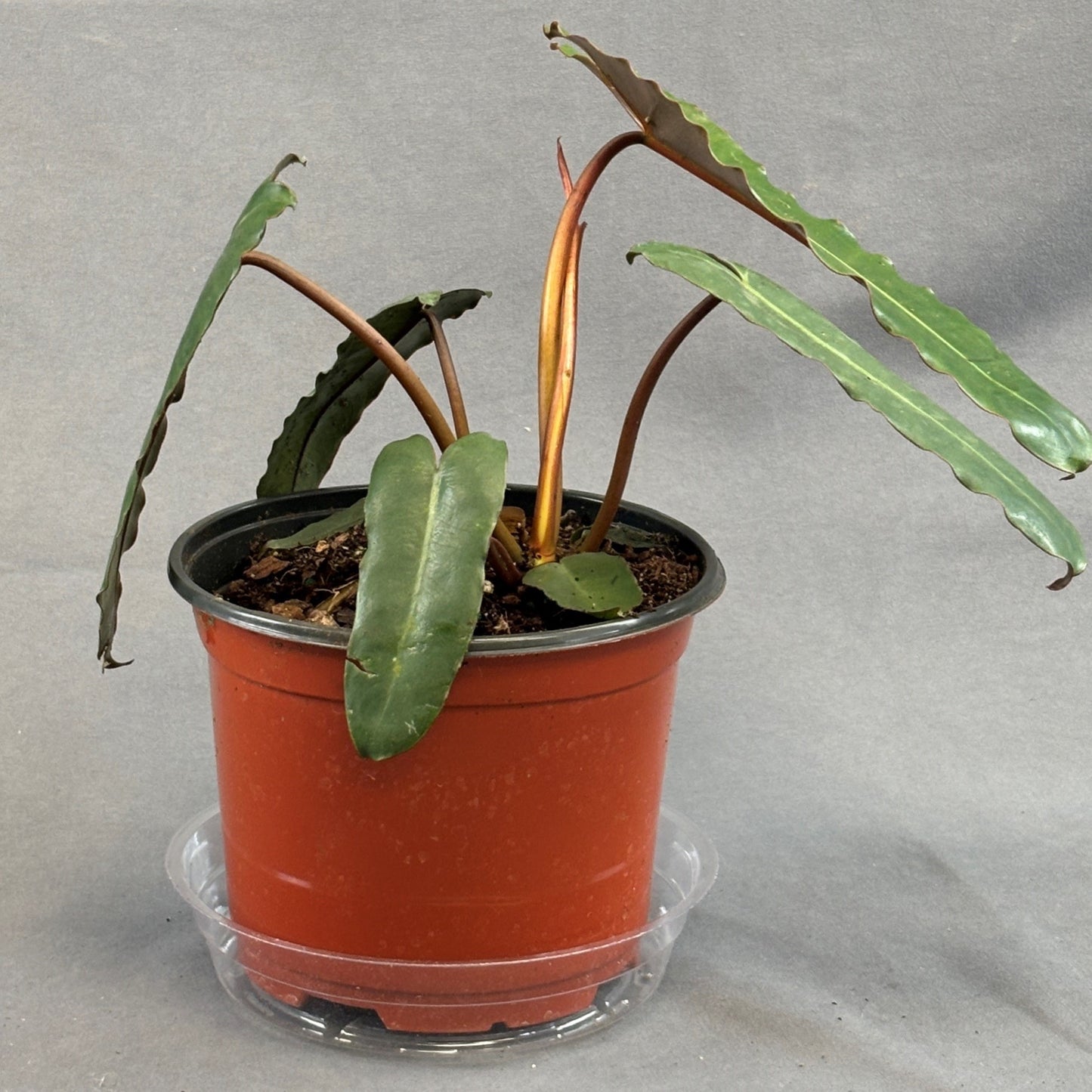 Philodendron 'Billietiae'