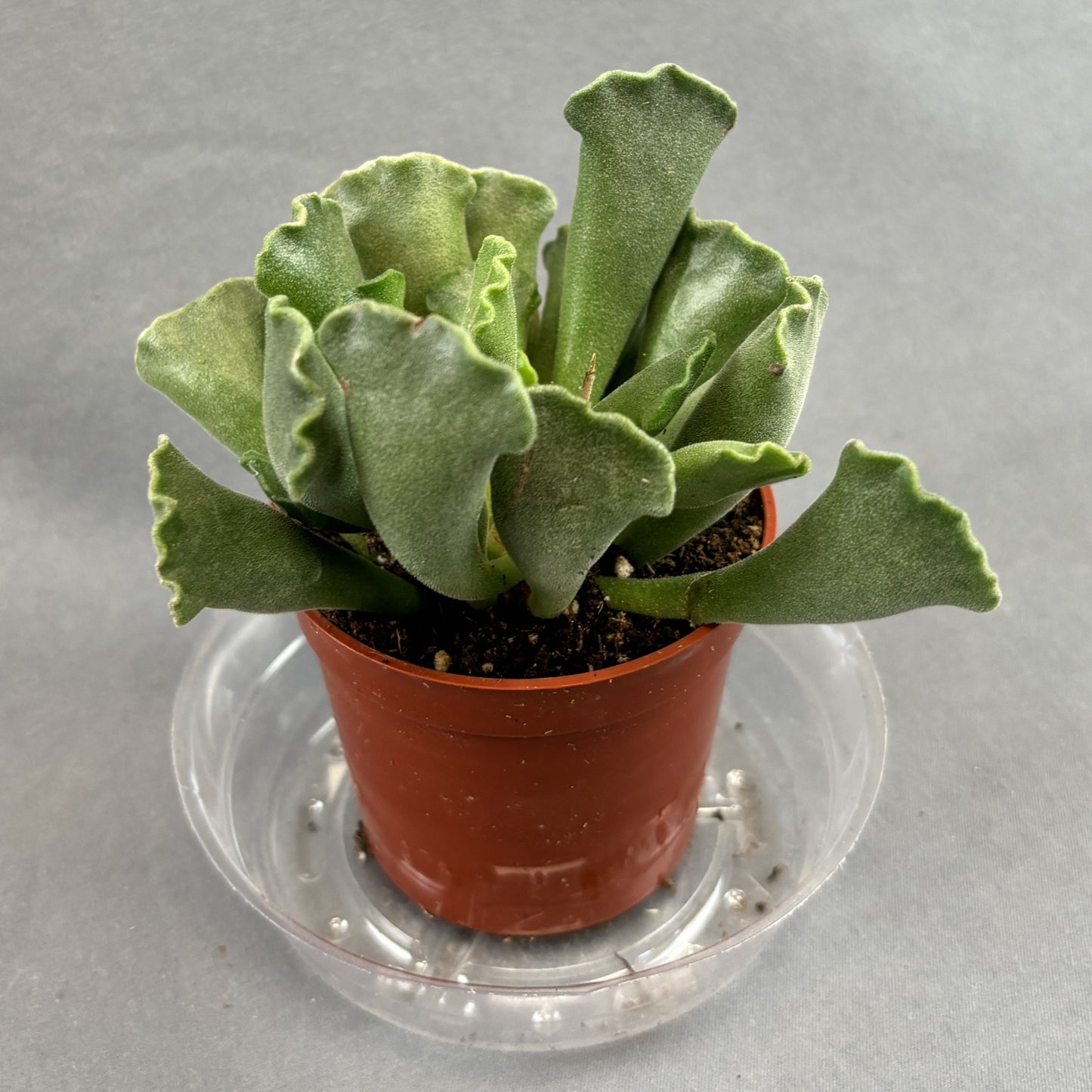 Crinkle Leaf Plant (Assorted)