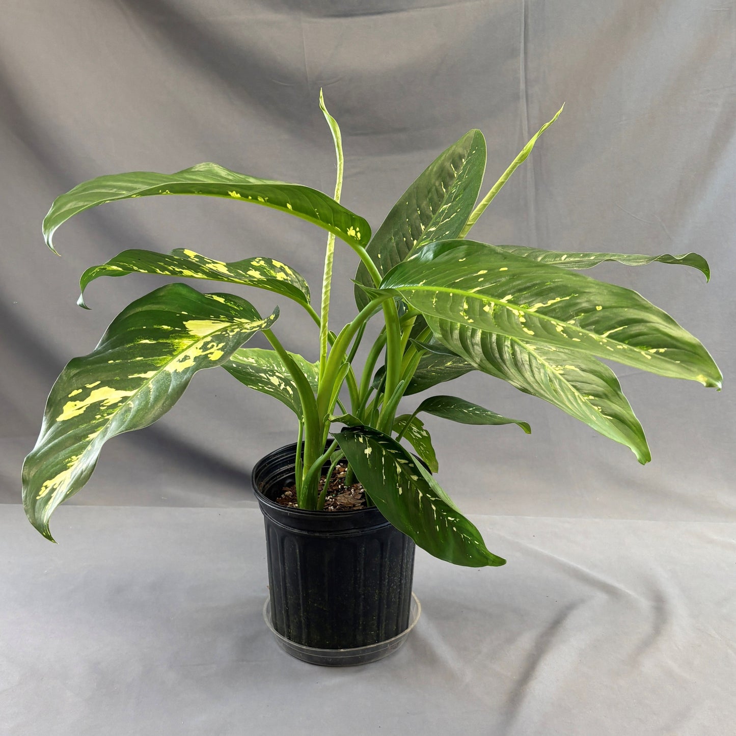 Dieffenbachia 'Puerto Rico'