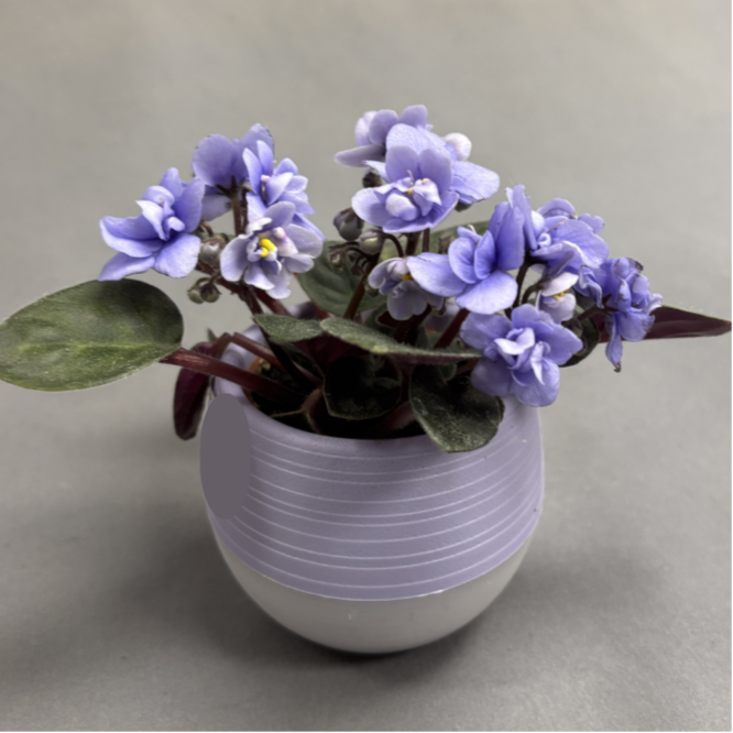 African Violets Assorted