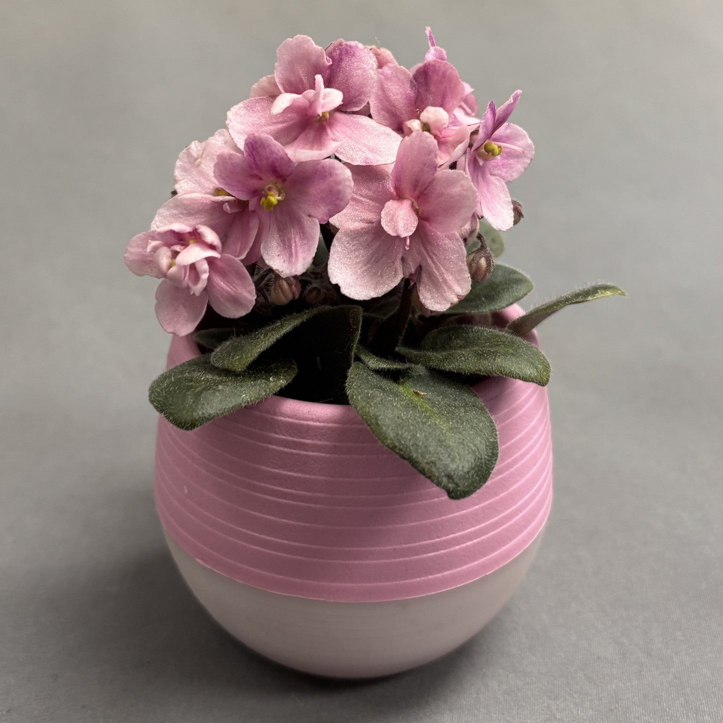 African Violets Assorted
