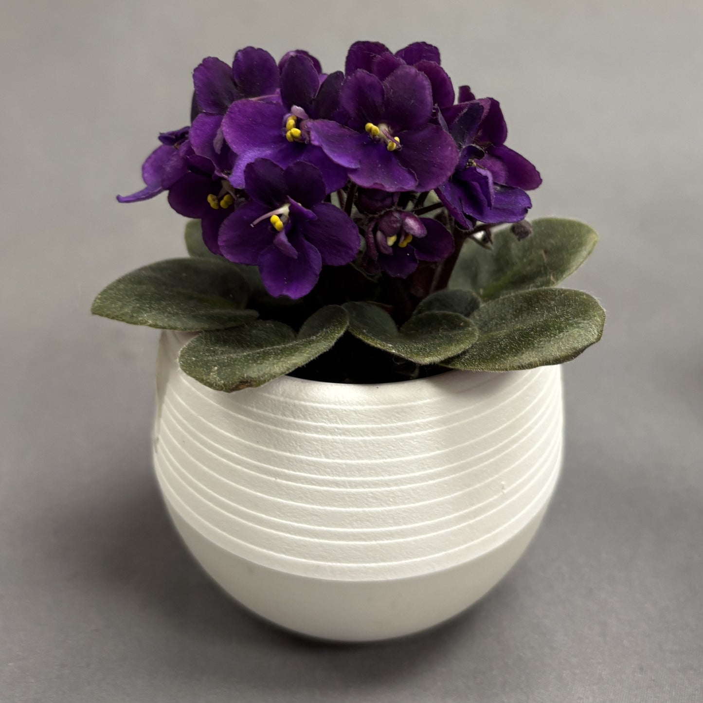 African Violets Assorted