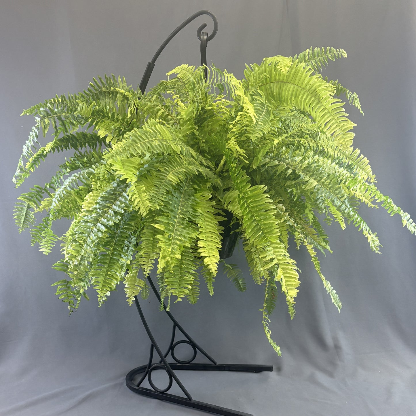 Tiger Fern